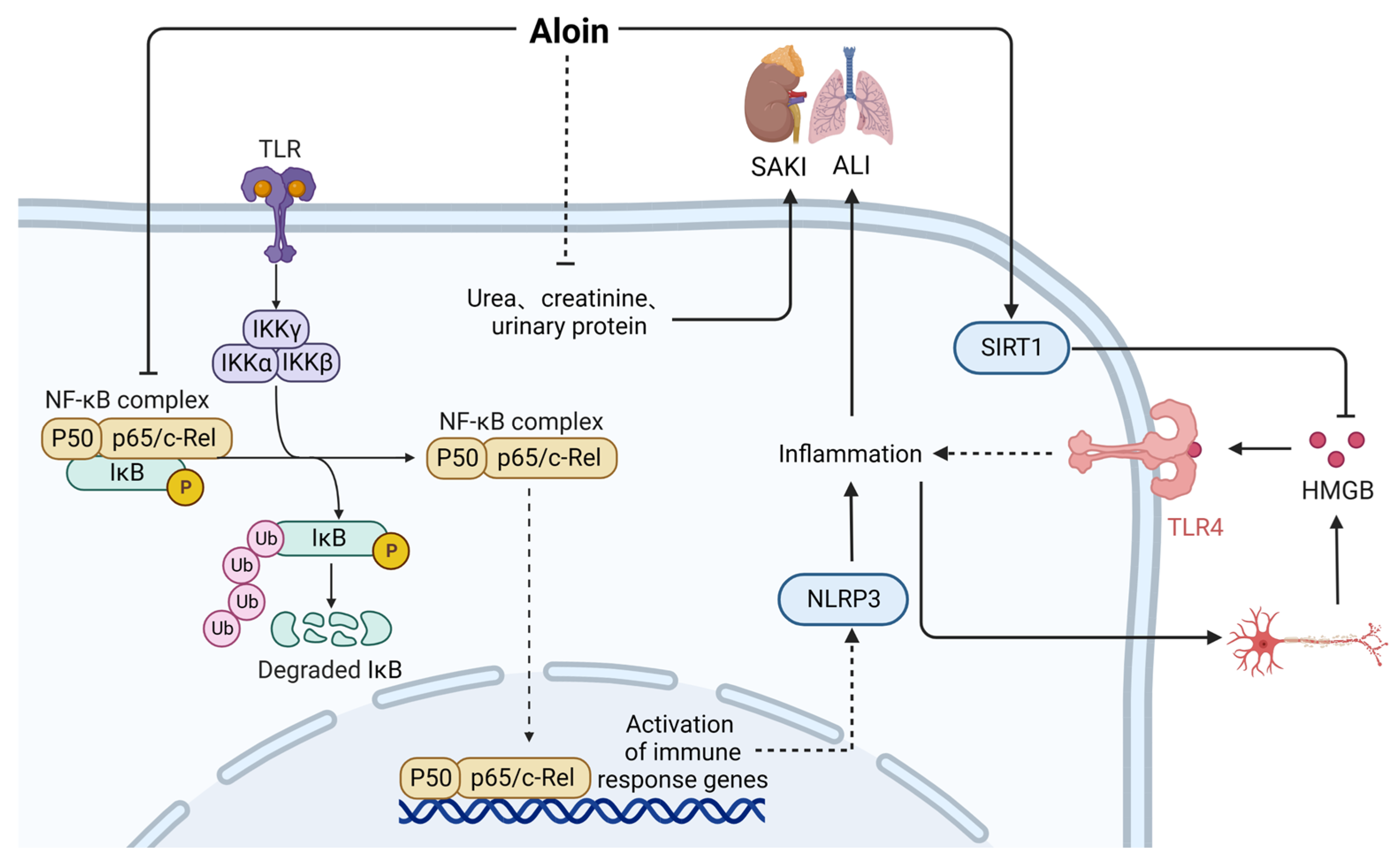 Ijms 24 12732 g005 Ijms 24 12732 g005