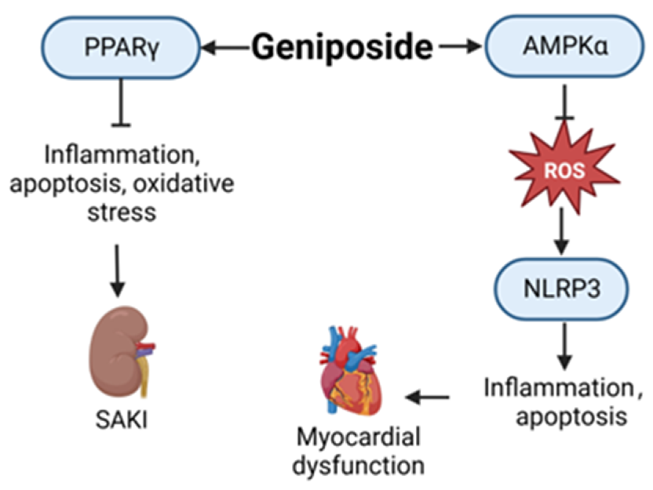 Ijms 24 12732 g007 Ijms 24 12732 g007