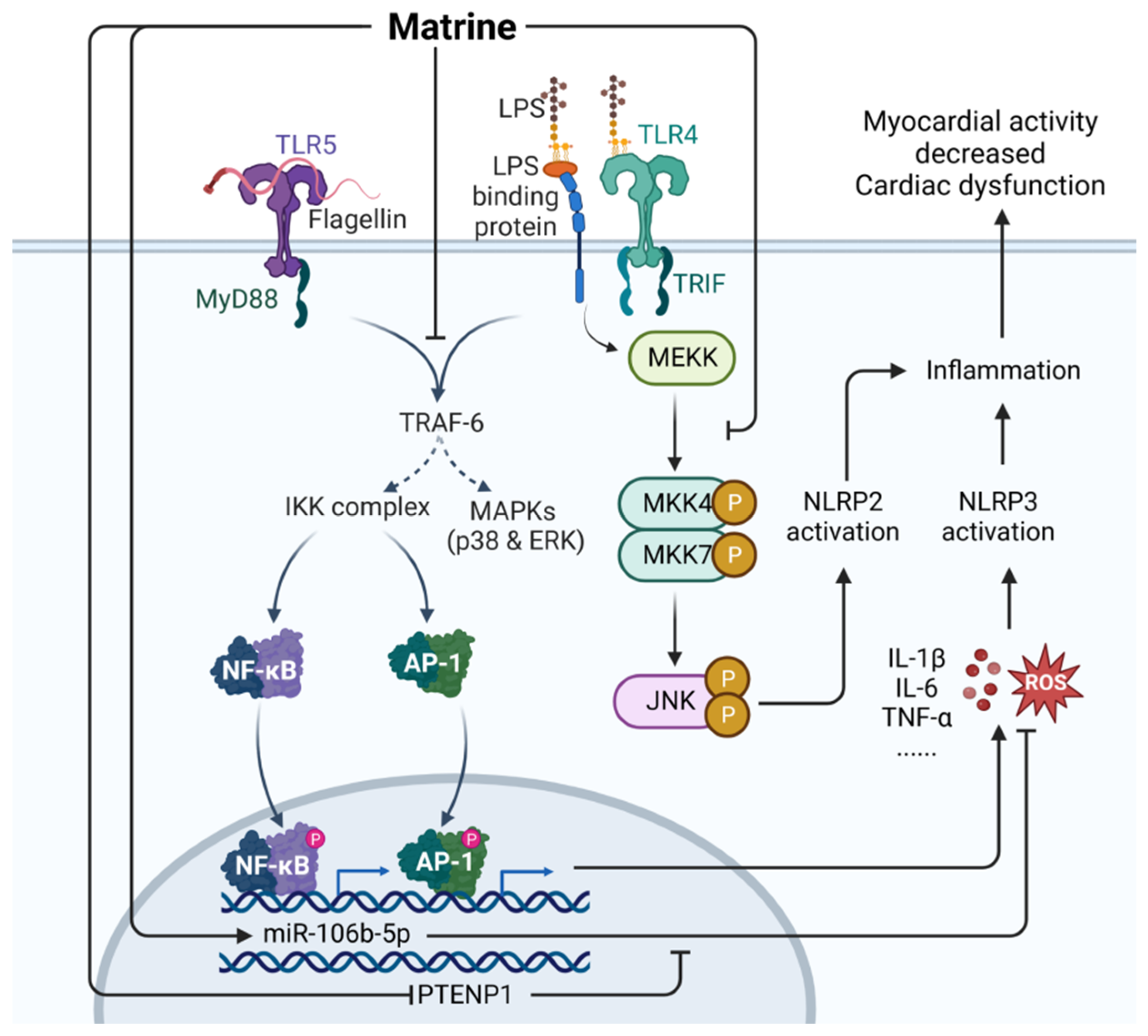 Ijms 24 12732 g014 Ijms 24 12732 g014