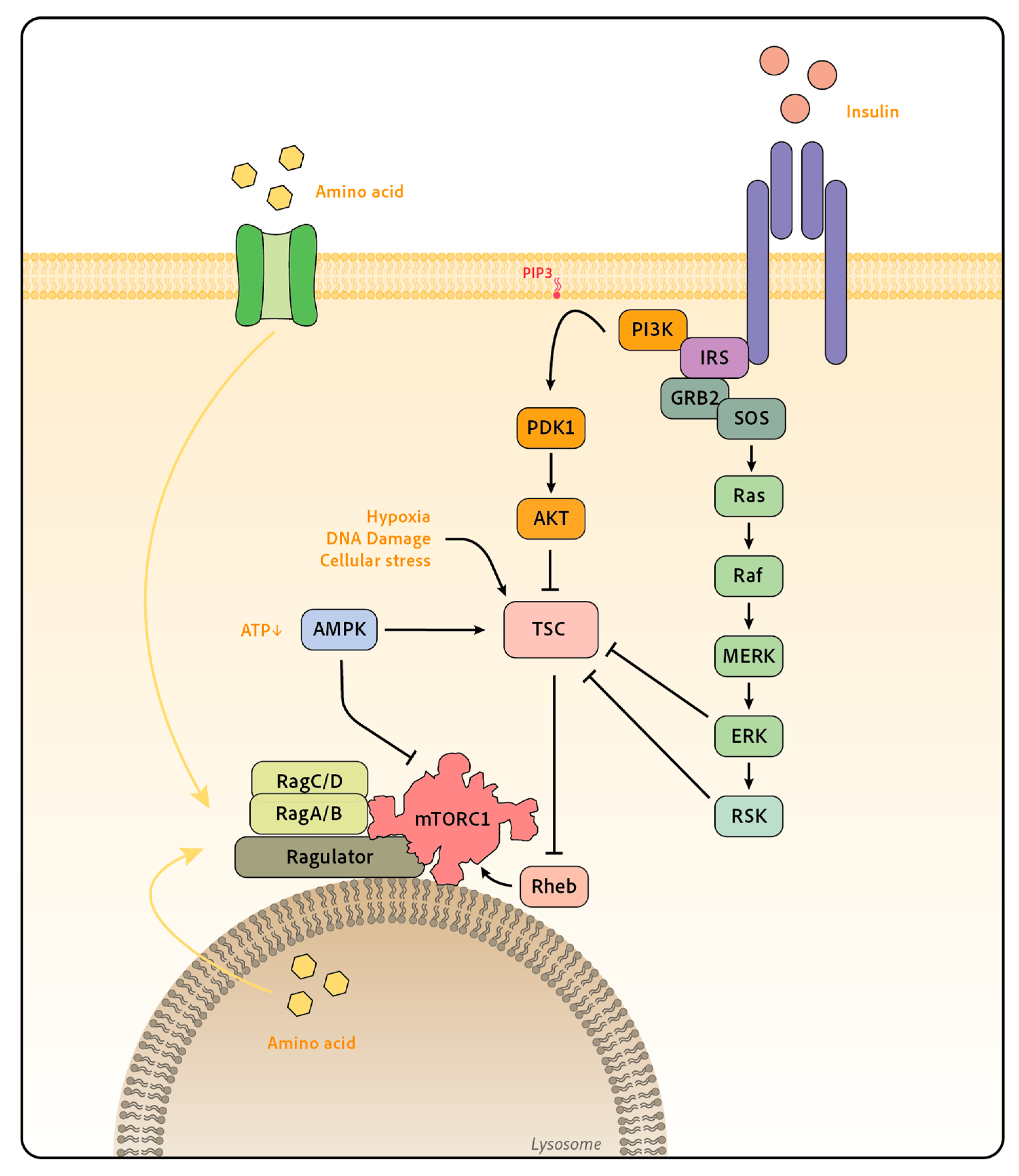 Signaling Pathways Leading to mTOR Activation ... Biology Diagrams