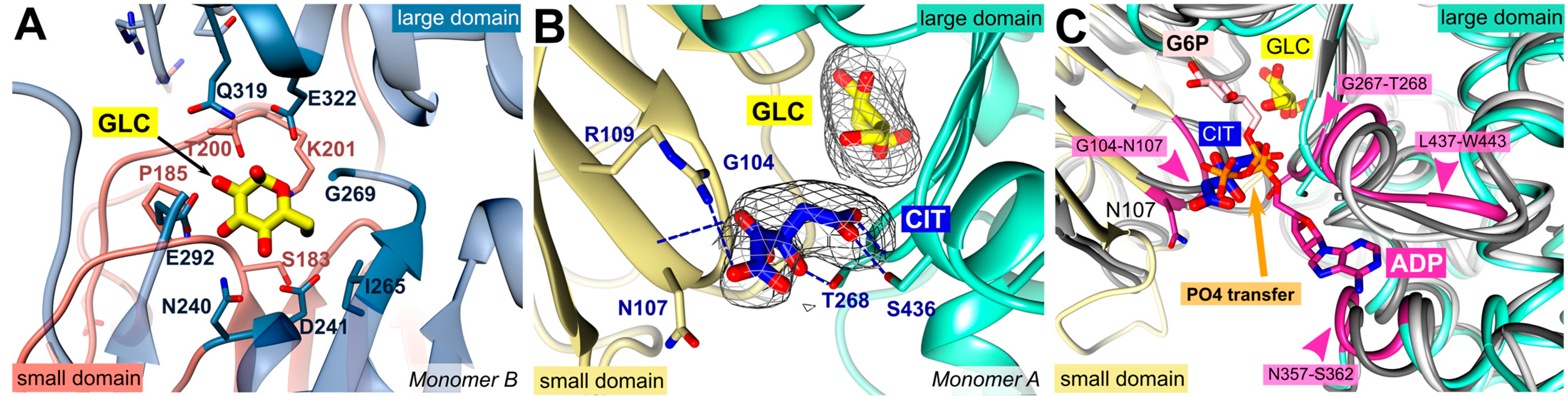 Ijms 24 12739 g002 Ijms 24 12739 g002