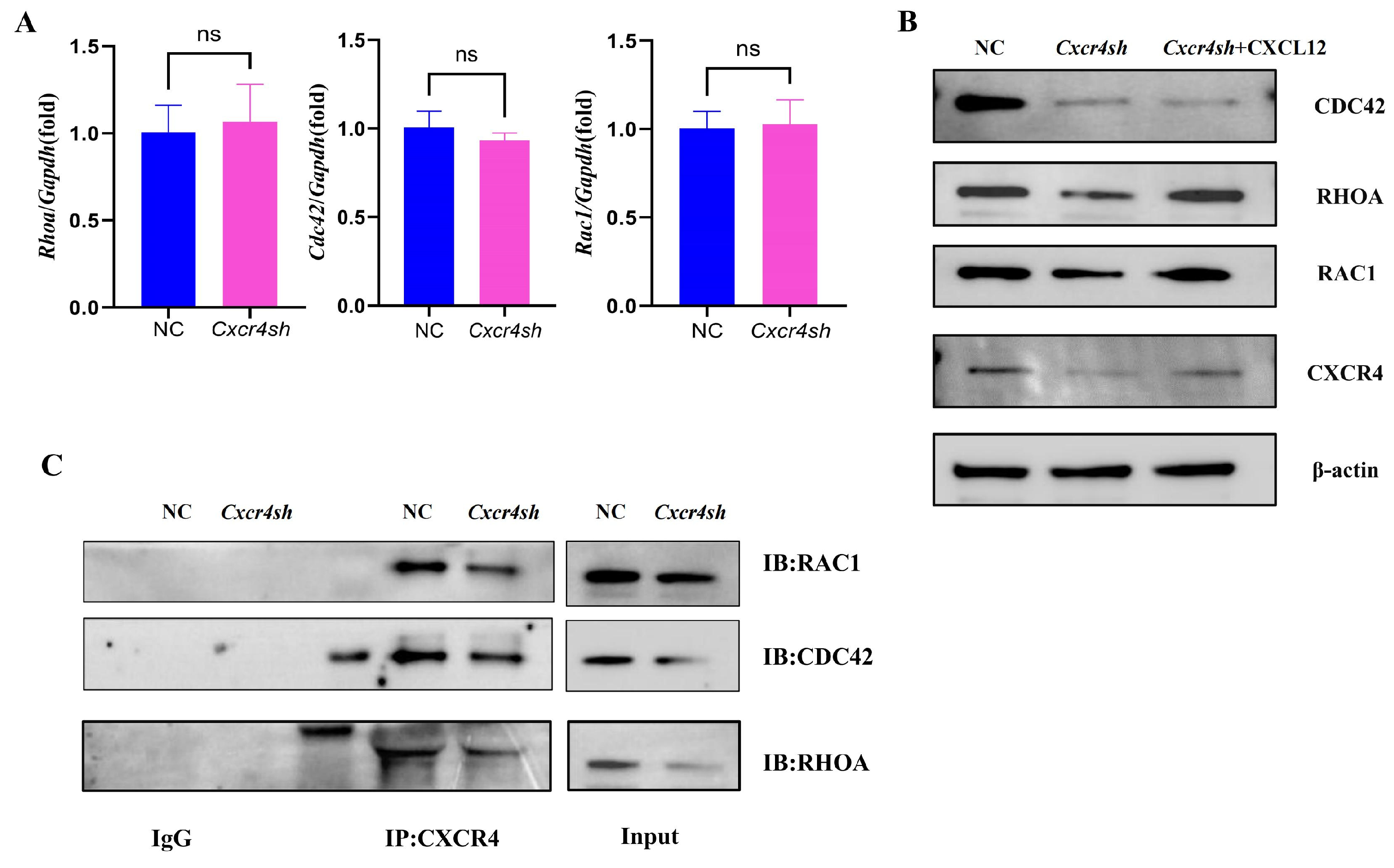 Ijms 24 12740 g003 Ijms 24 12740 g003