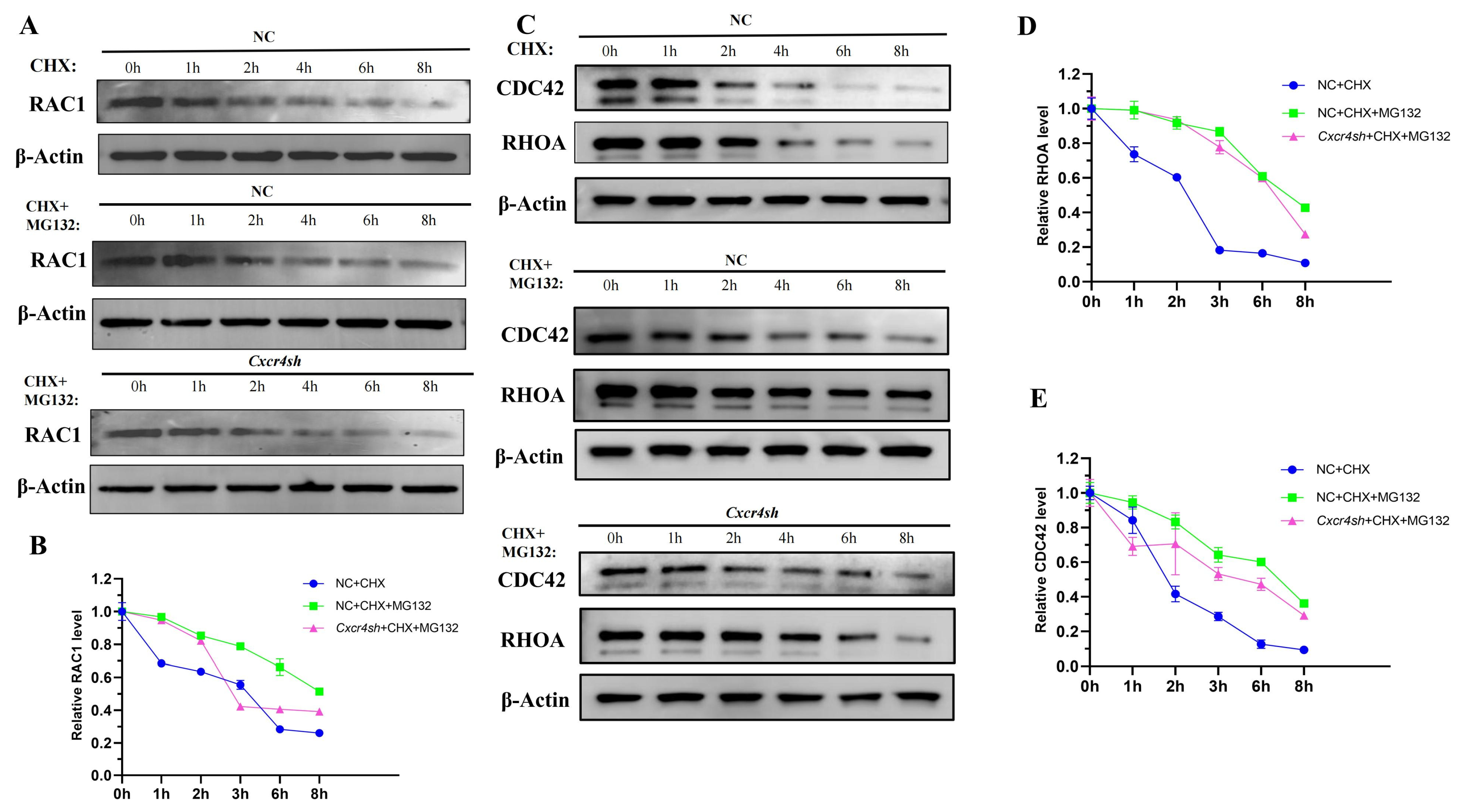 Ijms 24 12740 g005 Ijms 24 12740 g005
