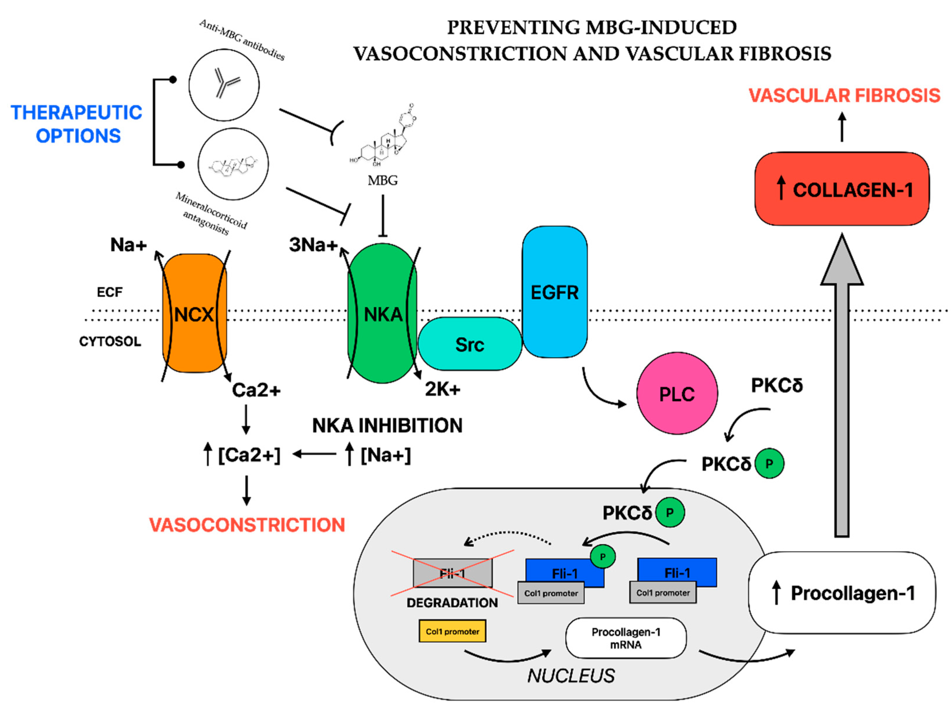 Ijms 24 12743 g001 Ijms 24 12743 g001