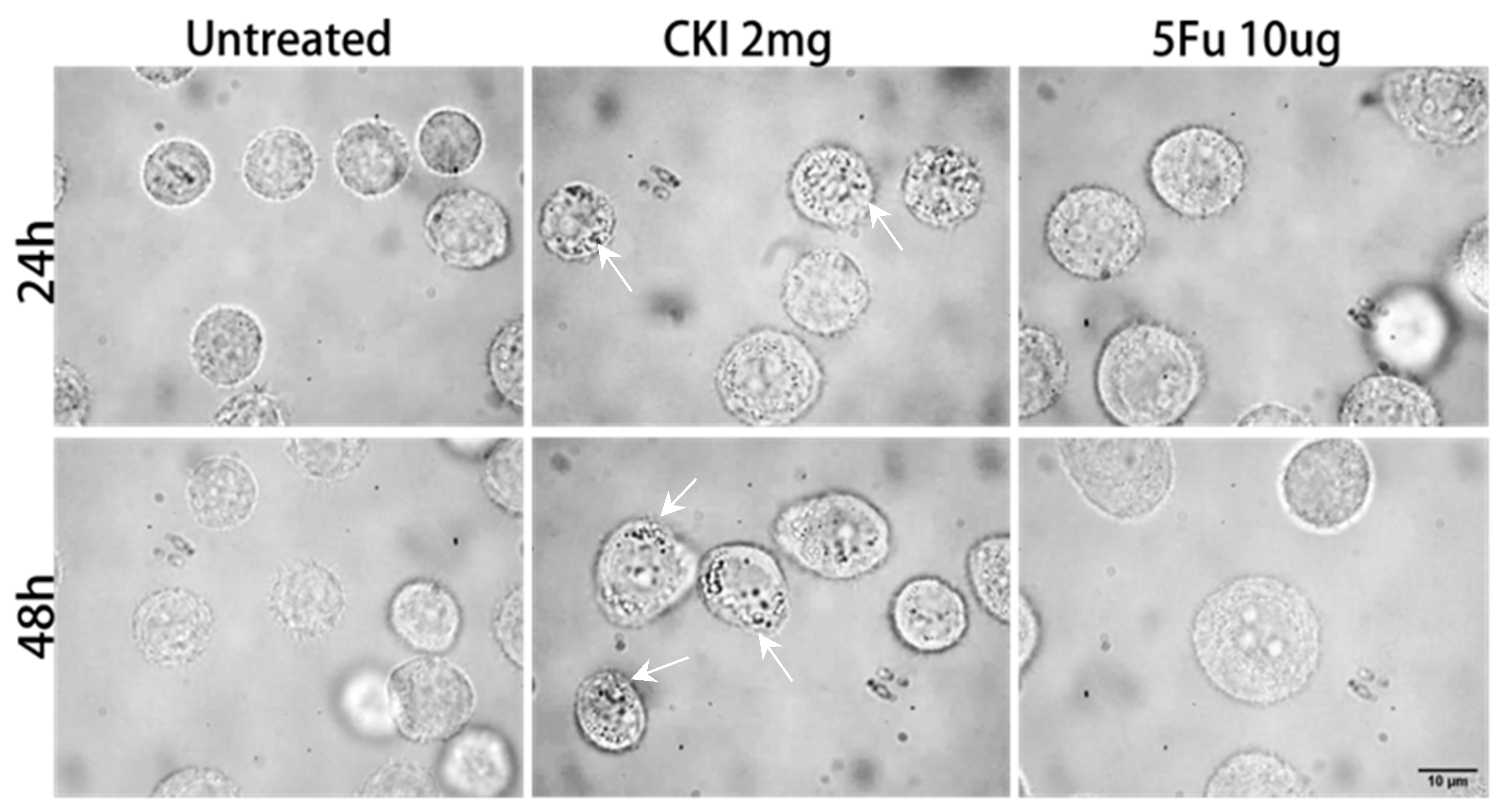 Ijms 24 12750 g004 Ijms 24 12750 g004