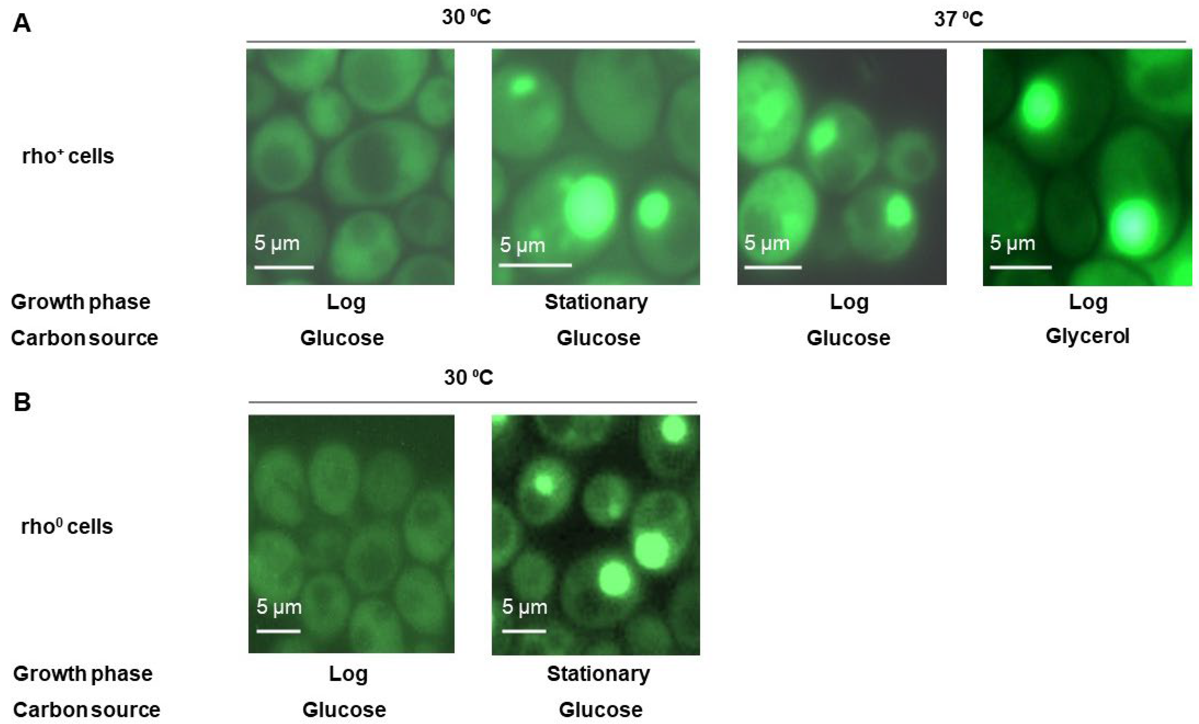 Ijms 24 12758 g001 Ijms 24 12758 g001