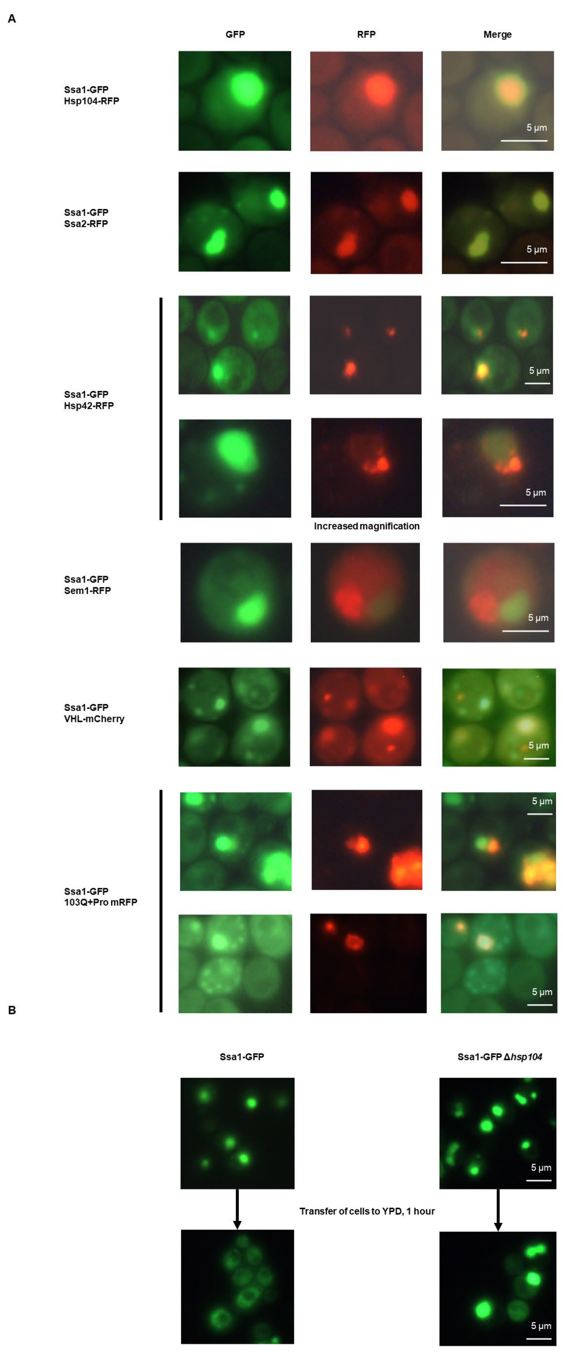 Ijms 24 12758 g002 Ijms 24 12758 g002