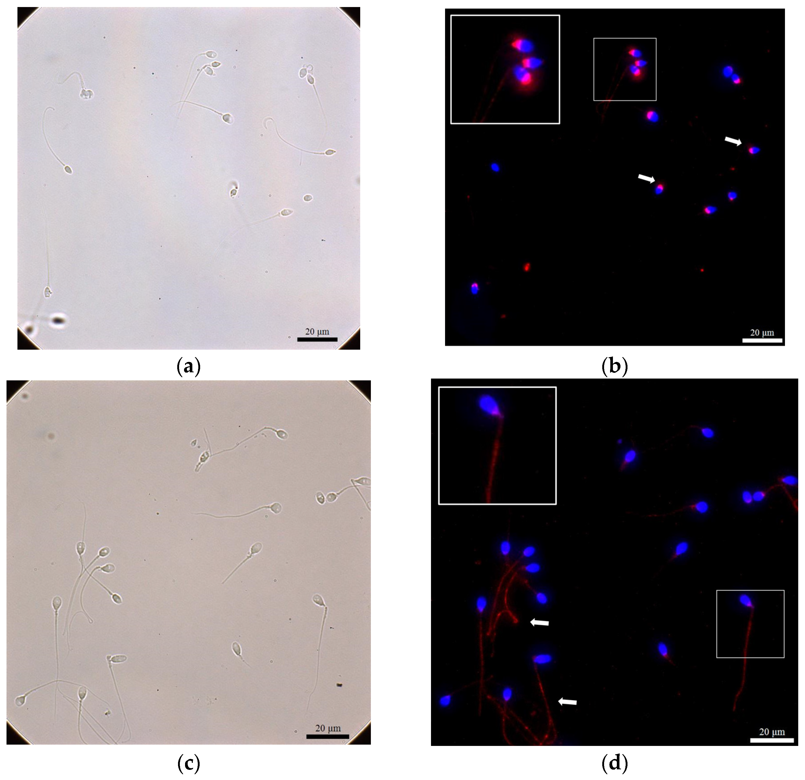 Ijms 24 12775 g001 Ijms 24 12775 g001