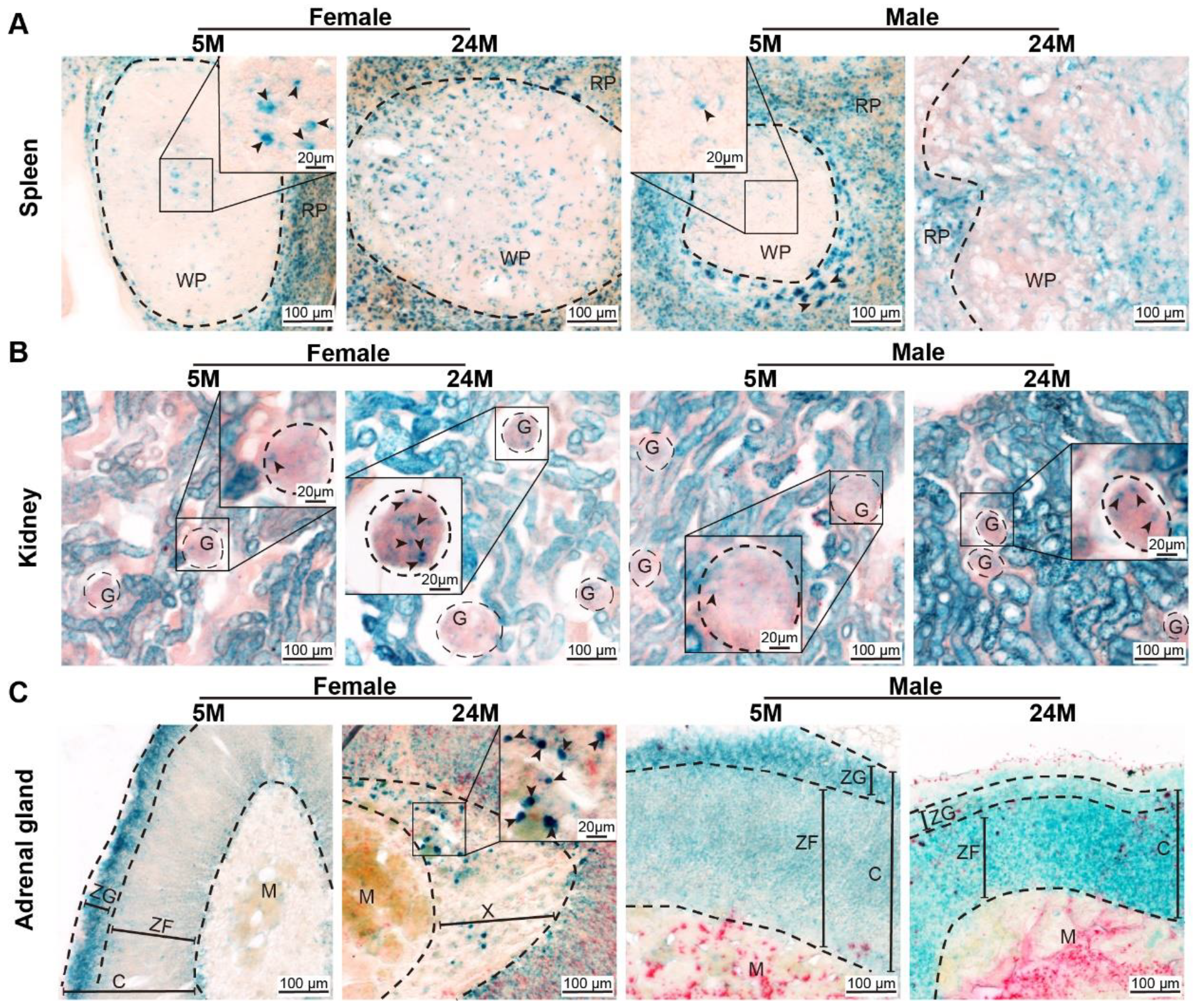 Ijms 24 12790 g001 Ijms 24 12790 g001