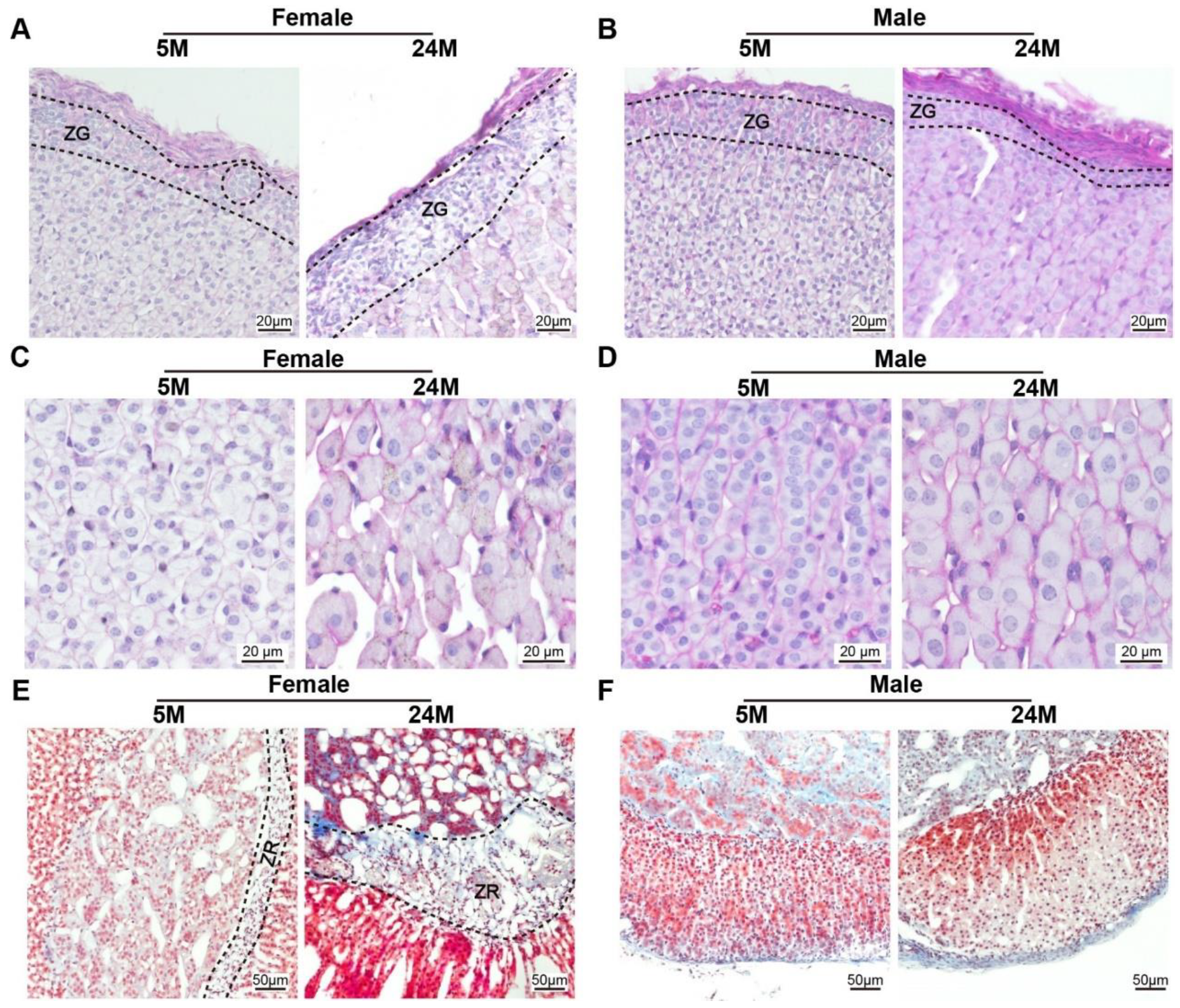 Ijms 24 12790 g006 Ijms 24 12790 g006