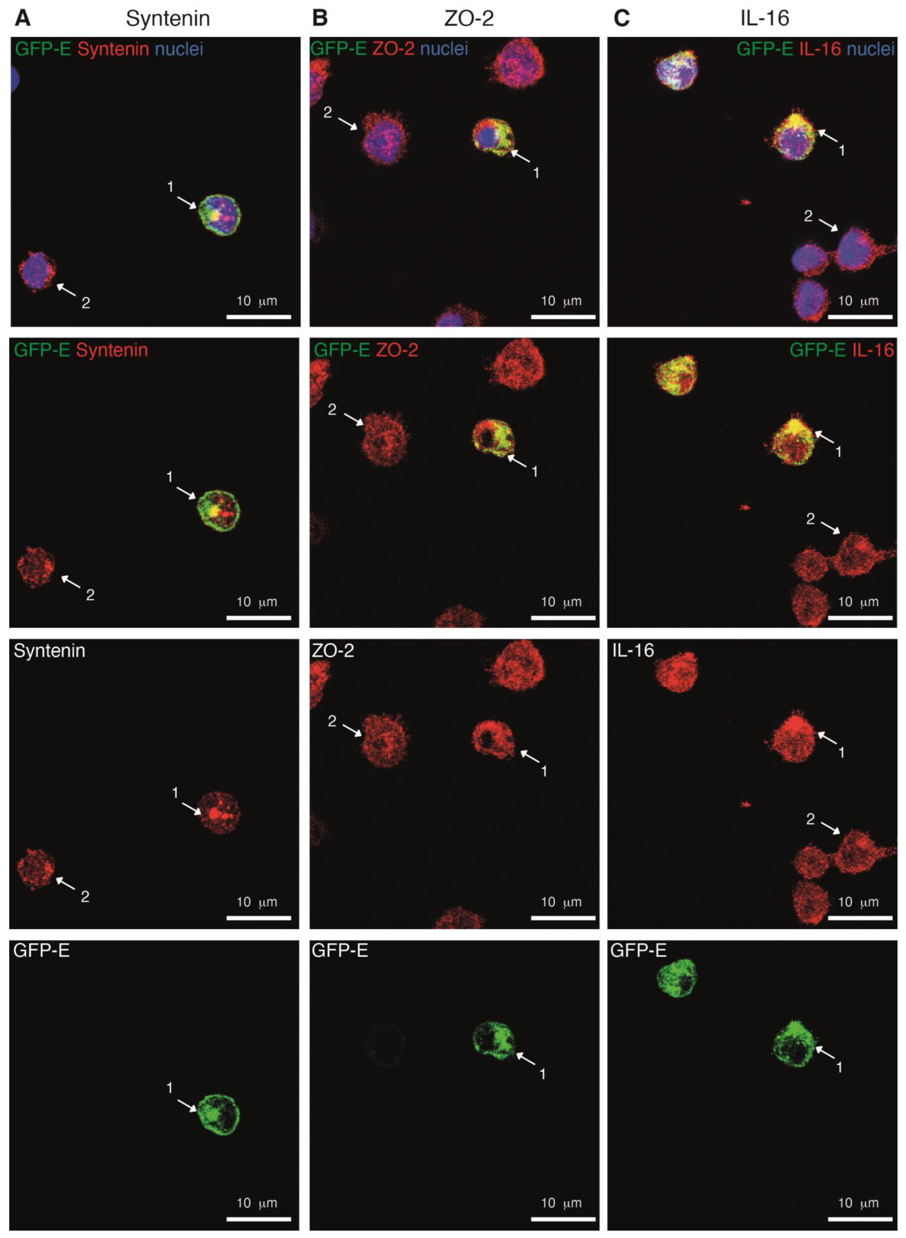 Ijms 24 12793 g006 Ijms 24 12793 g006