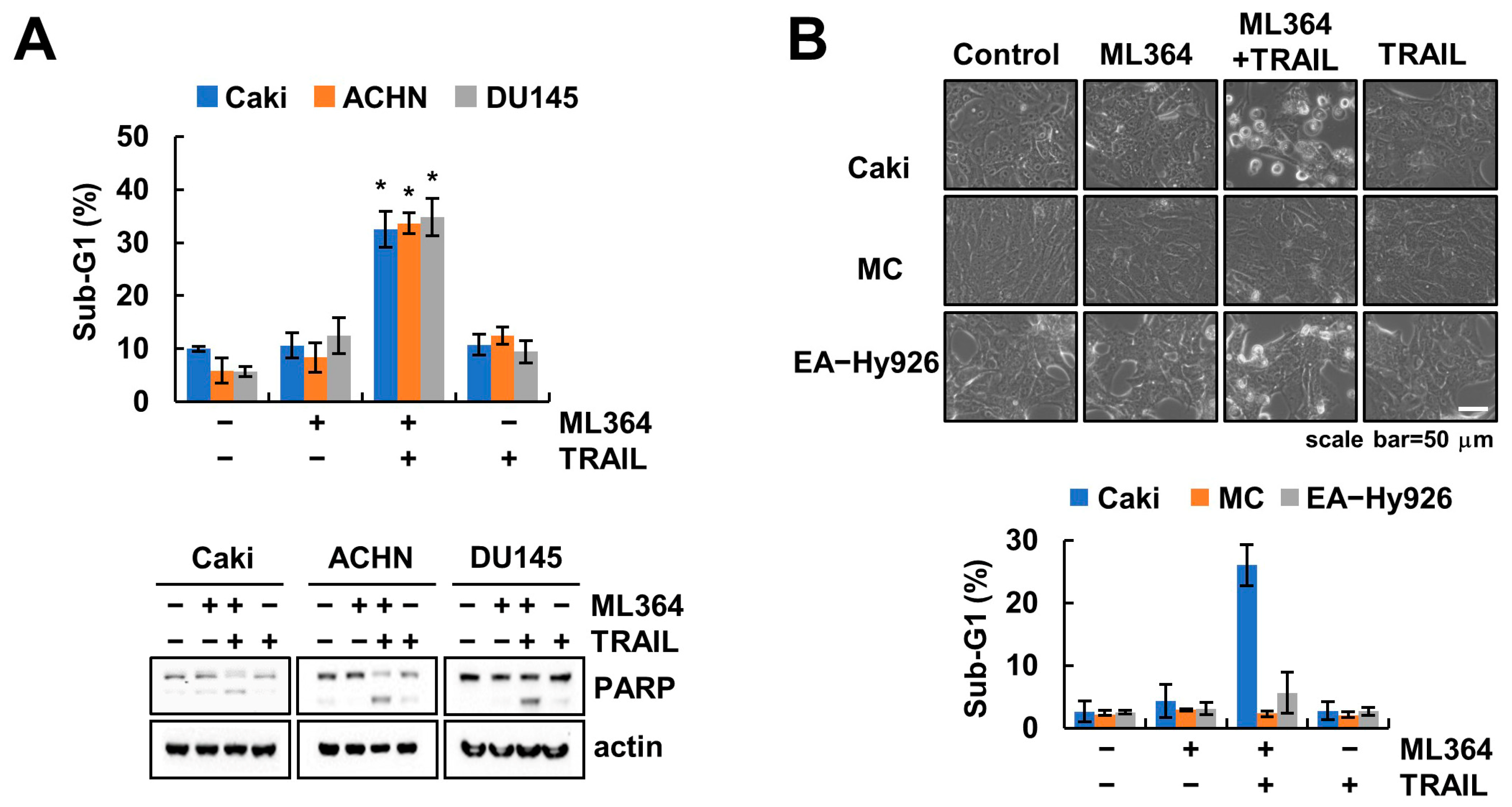Ijms 24 12816 g004 Ijms 24 12816 g004