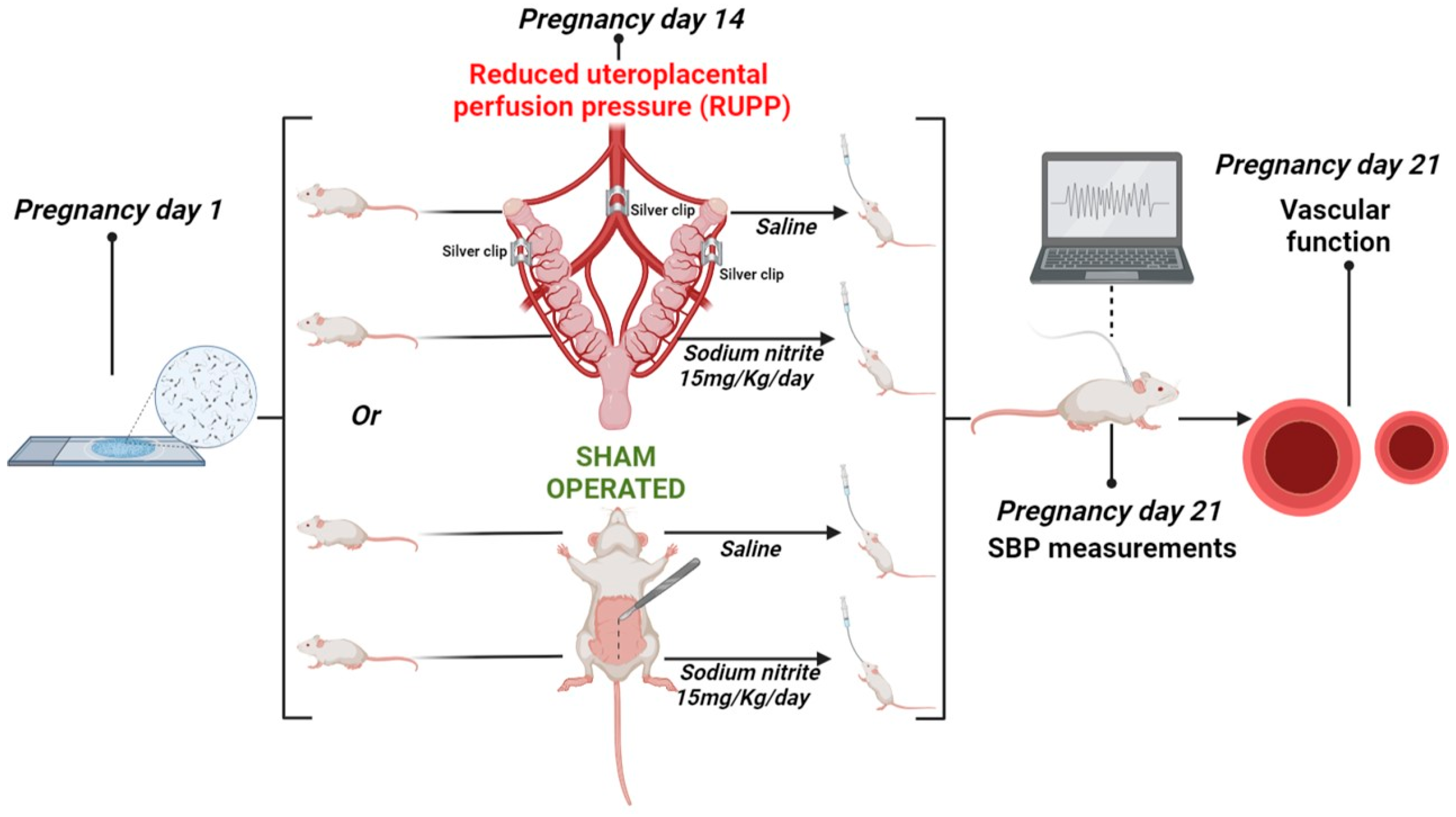 Ijms 24 12818 g008 Ijms 24 12818 g008