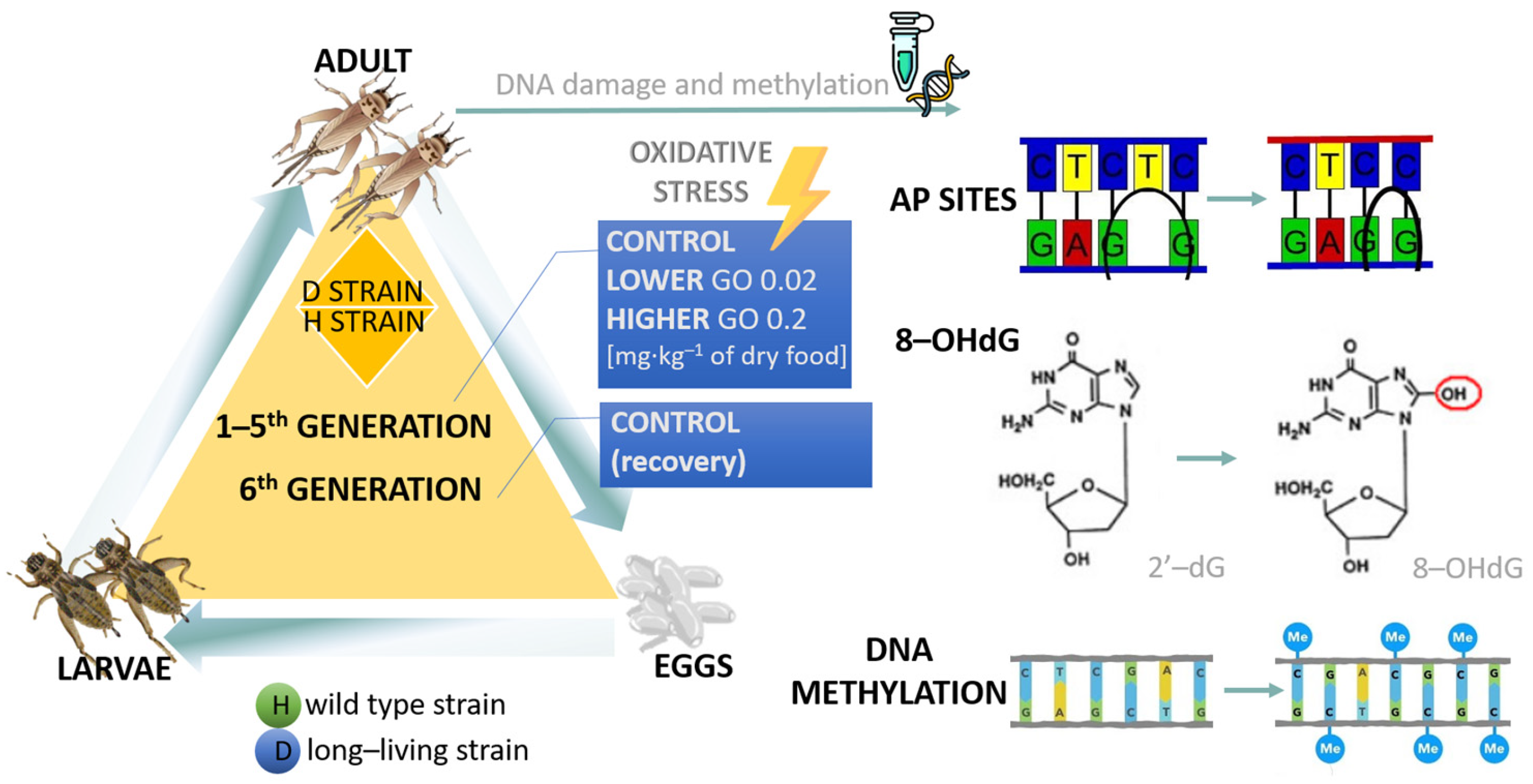 Ijms 24 12826 g007 Ijms 24 12826 g007