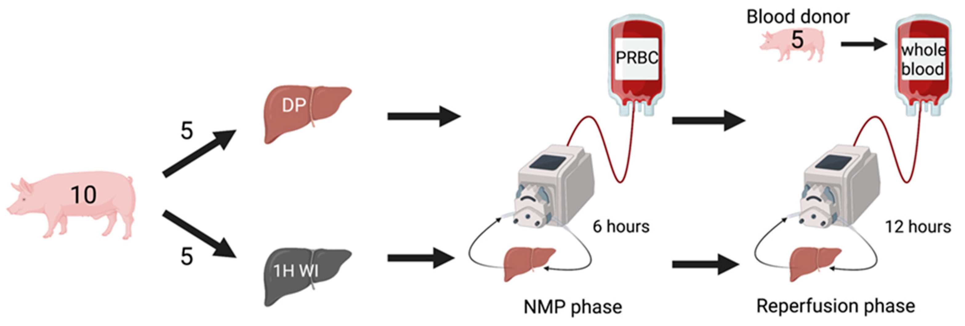 Ijms 24 12831 g006 550