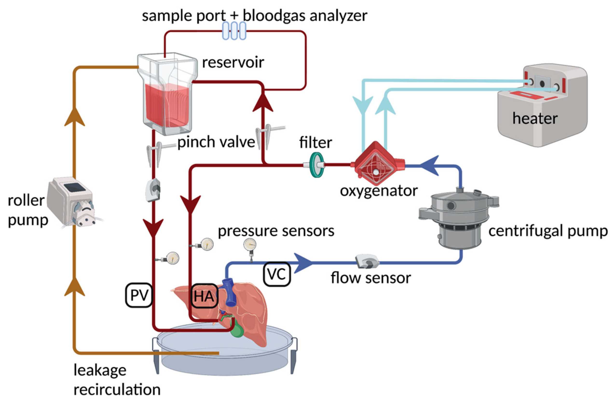 Ijms 24 12831 g007 550
