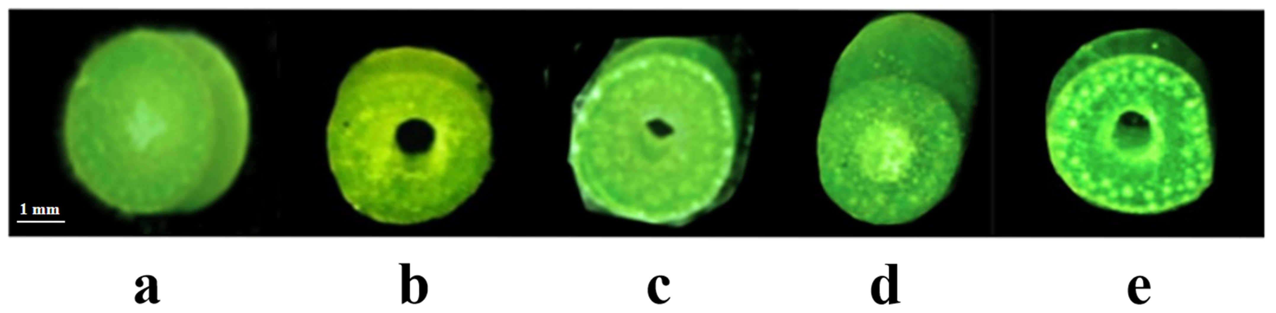 Ijms 24 12845 g002 Ijms 24 12845 g002