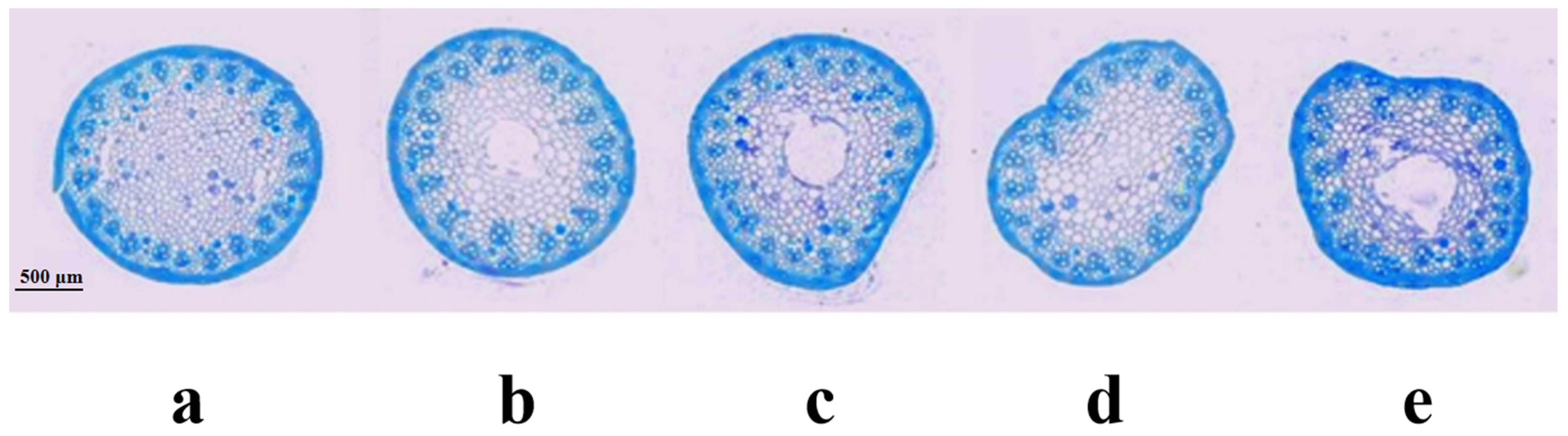 Ijms 24 12845 g003 Ijms 24 12845 g003