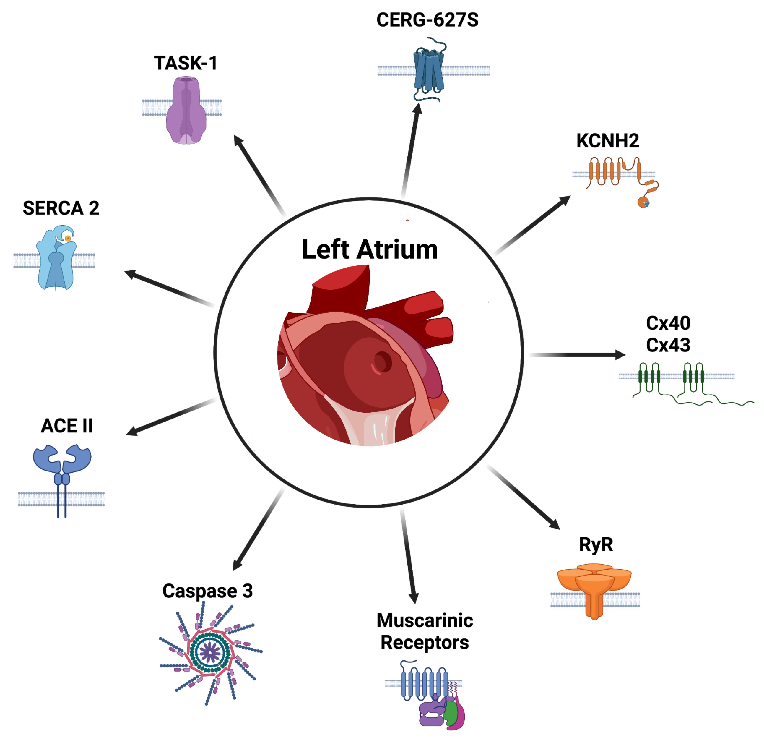 Ijms 24 12859 g006 Ijms 24 12859 g006
