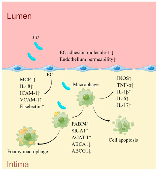 海外ブランド  Periodontal of Roles The Bacteria Atherosclerosis in 美容液