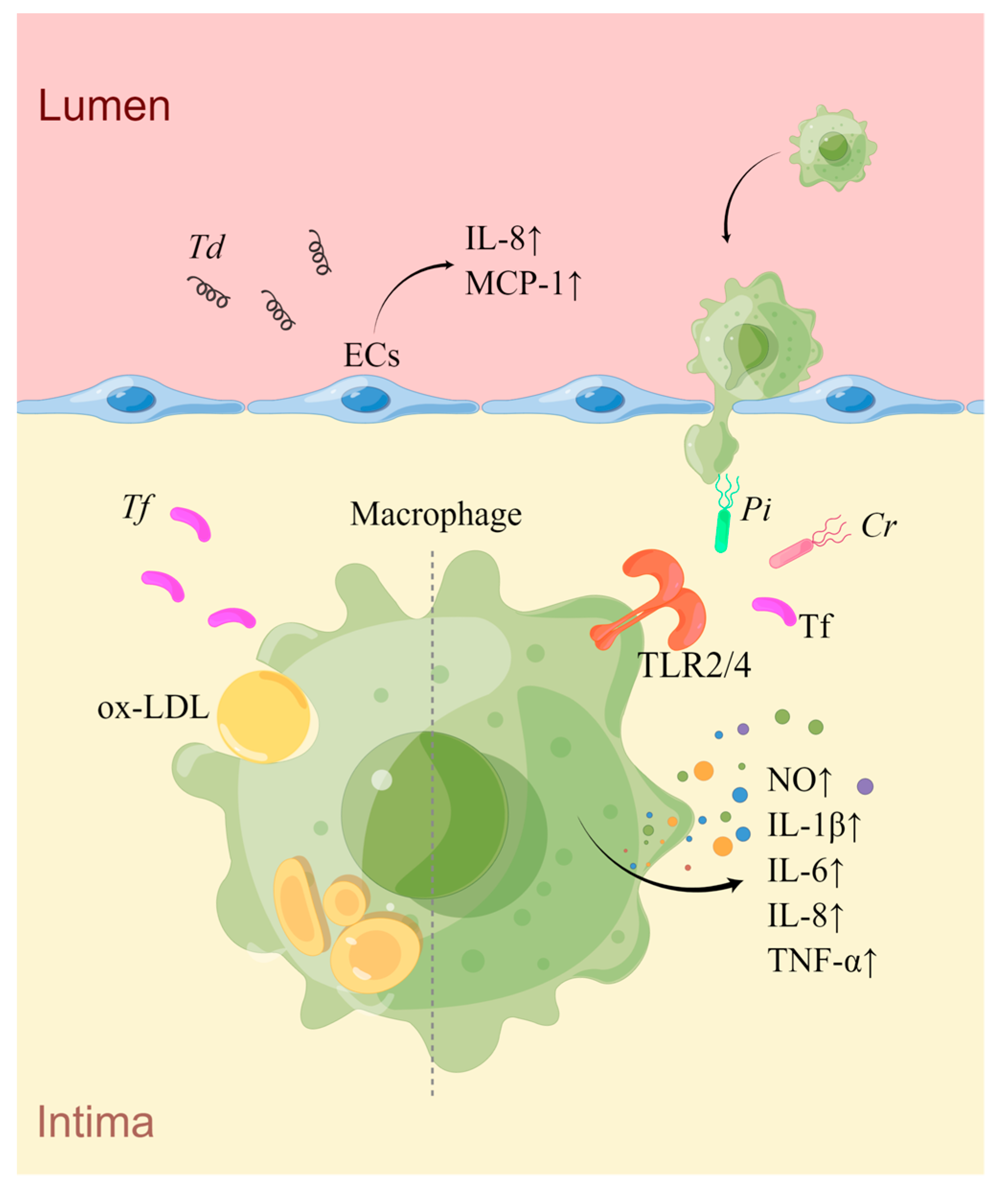 The Roles of Periodontal Bacteria in Atherosclerosis