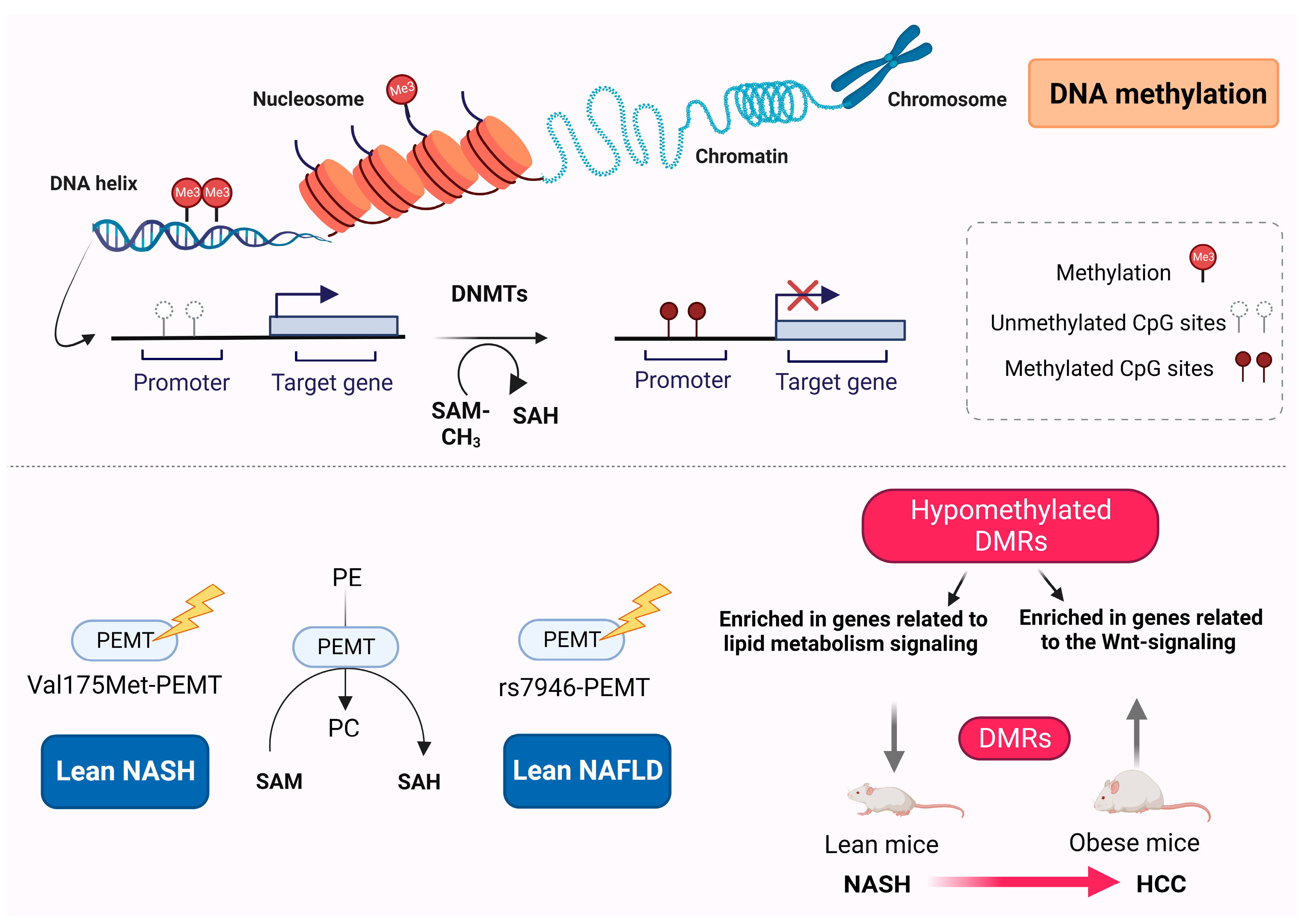 Epigenetic Regulation in Lean Nonalcoholic Fatty Liver Disease