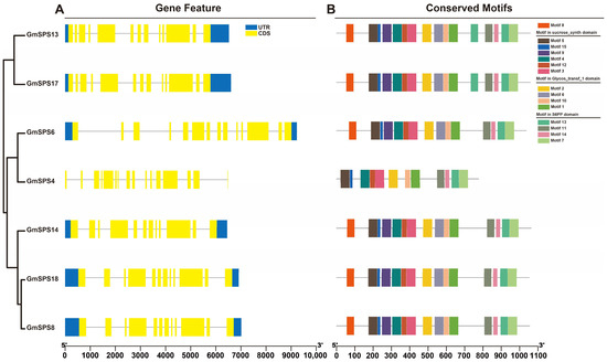 Genome-Wide Identification of GmSPS Gene Family in Soybean and ...