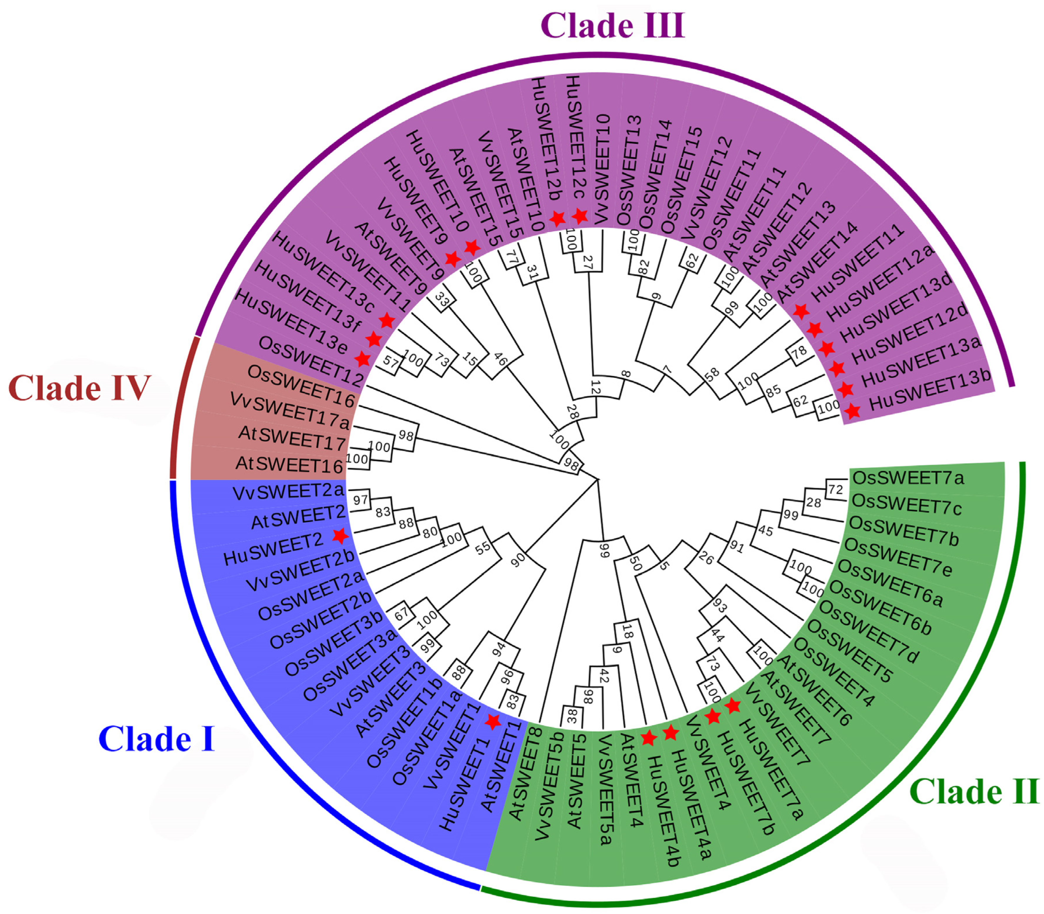 Identification of HuSWEET Family in Pitaya (Hylocereus