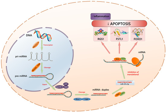 The Role of microRNAs in Epigenetic Regulation of Signaling