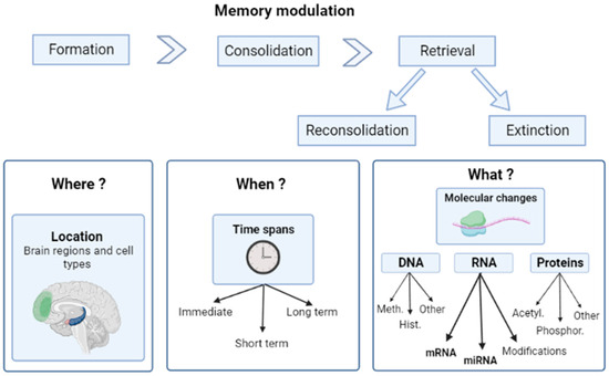 Can RNA Affect Memory Modulation? Implications for PTSD
