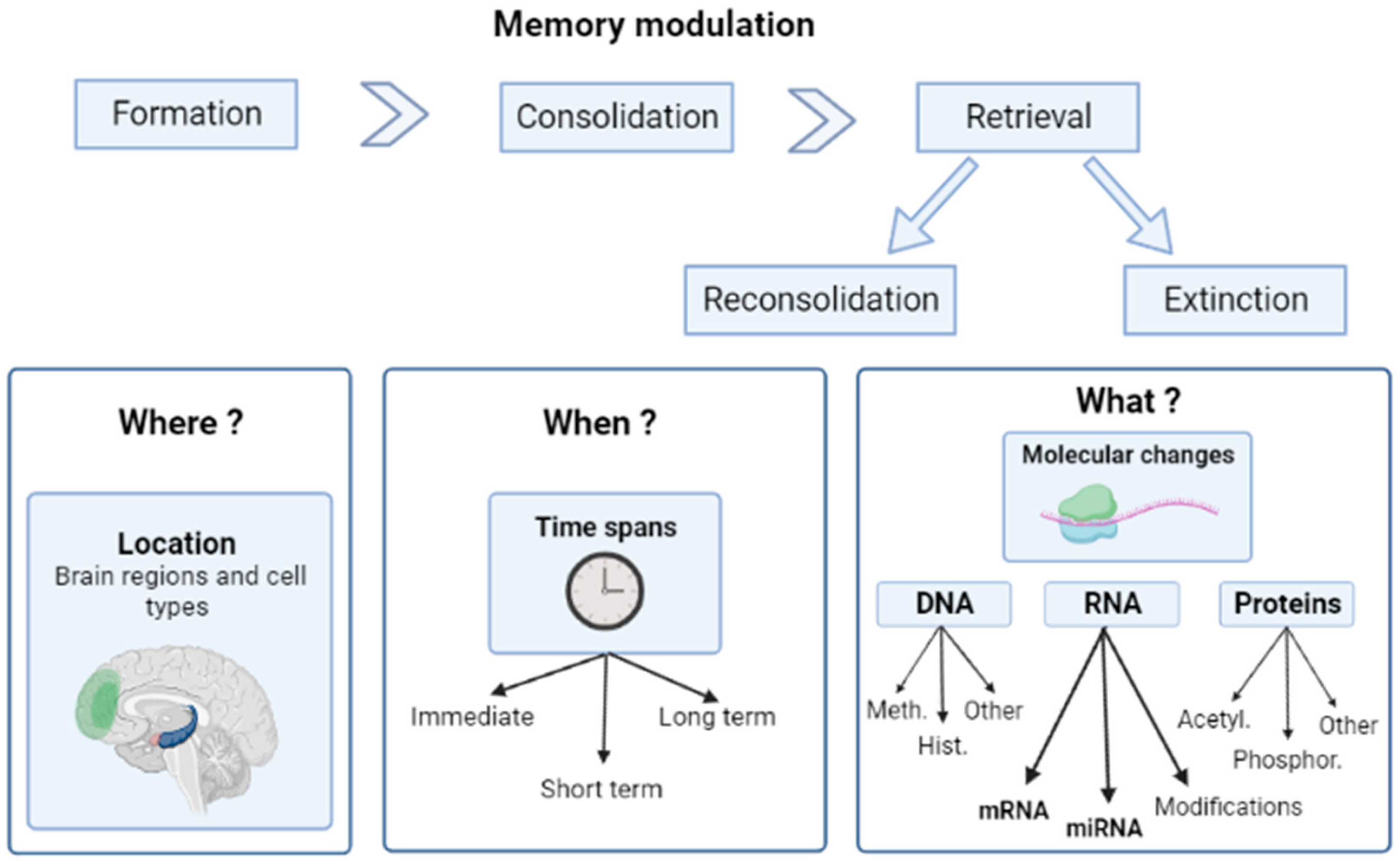 Engram neurons: Encoding, consolidation, retrieval, and forgetting of memory