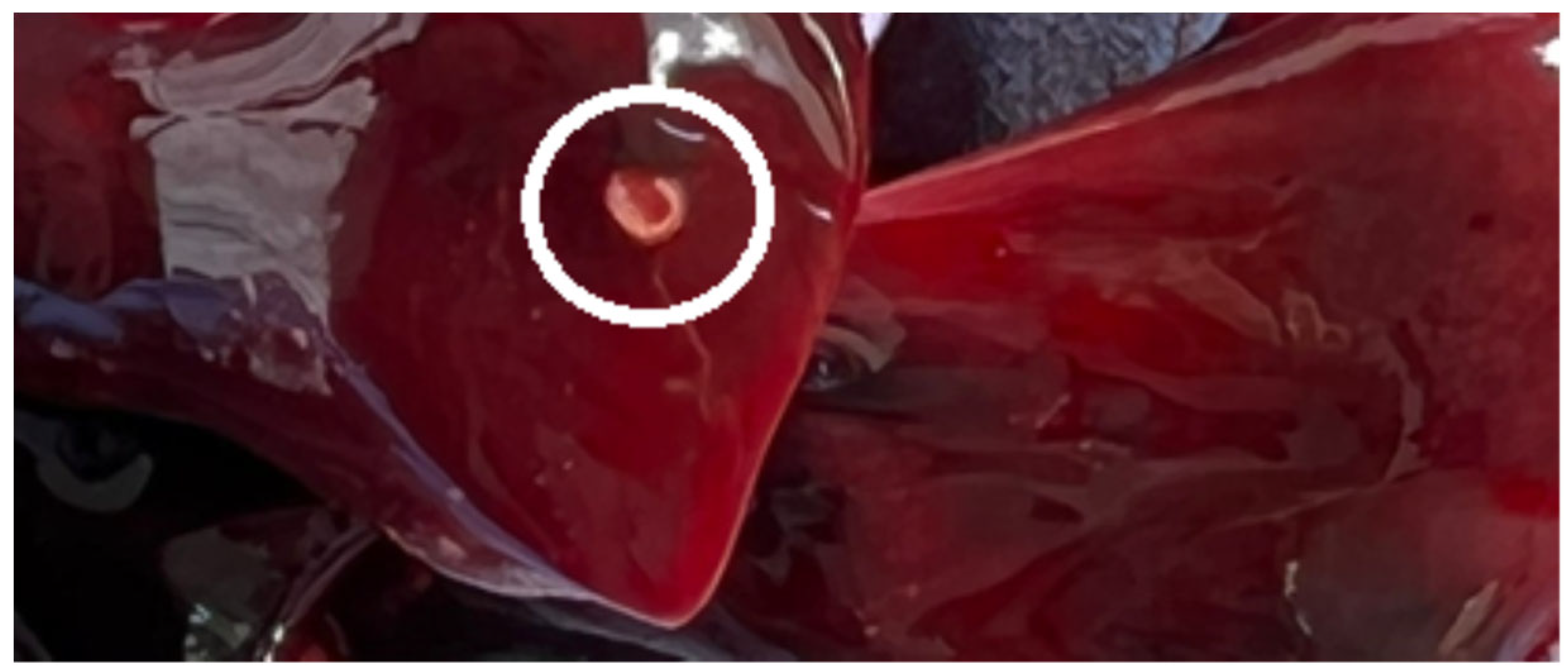 Ijms 24 12927 g001 Ijms 24 12927 g001