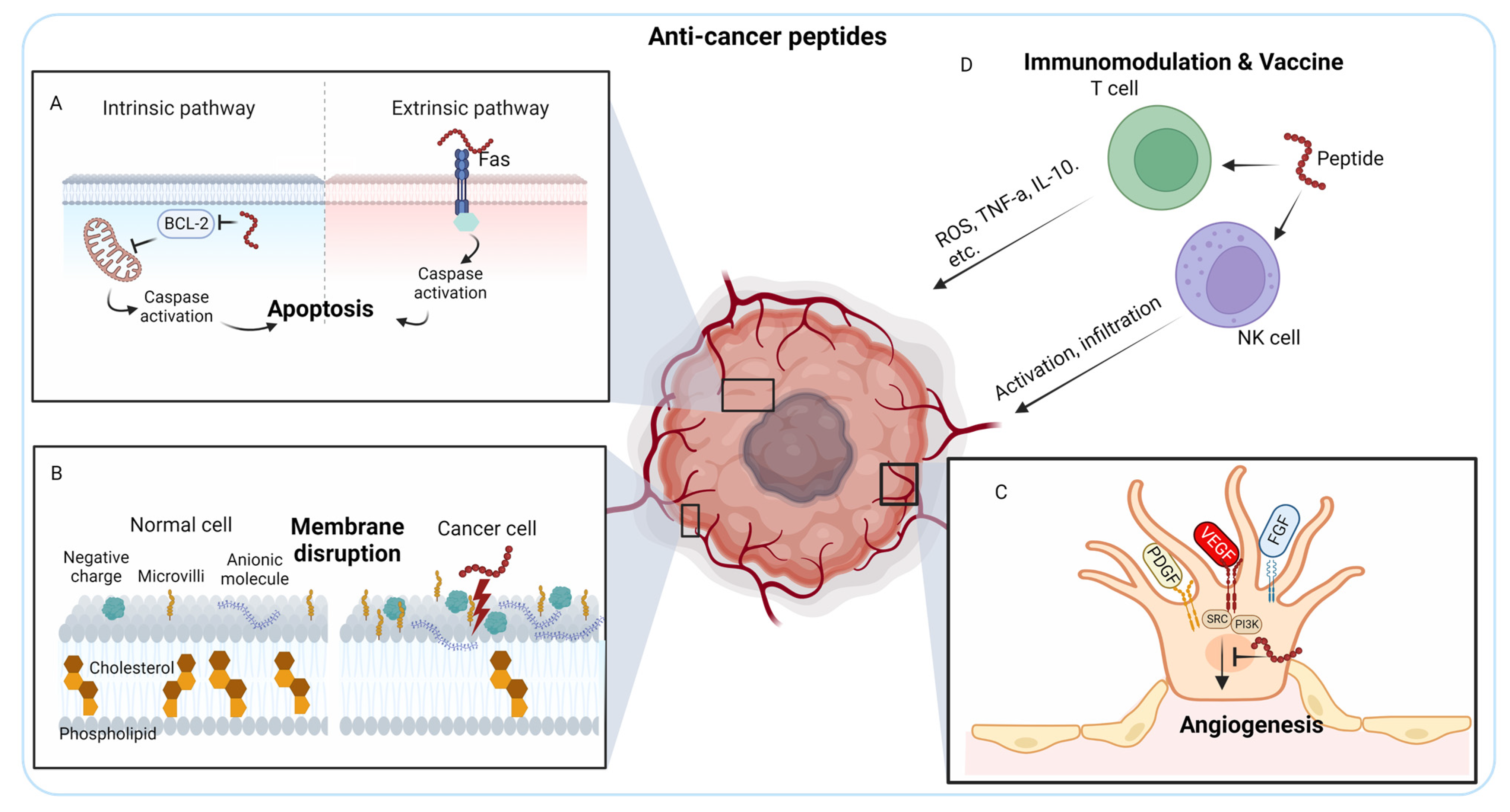 IJMS Free Full-Text Peptide-Based Agents for Cancer Treatment Current Applications and Future Directions picture photo