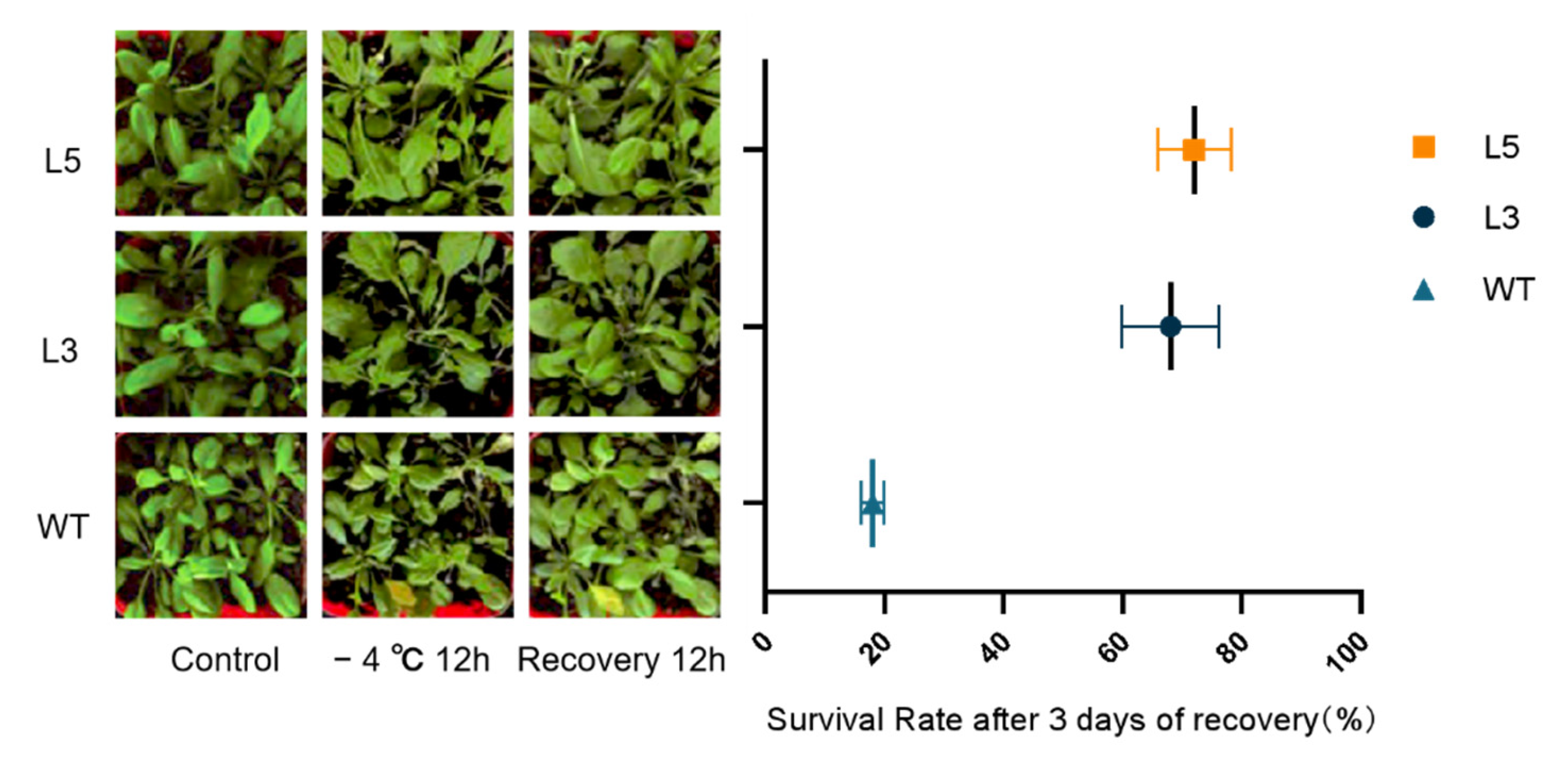 Ijms 24 12945 g008 Ijms 24 12945 g008