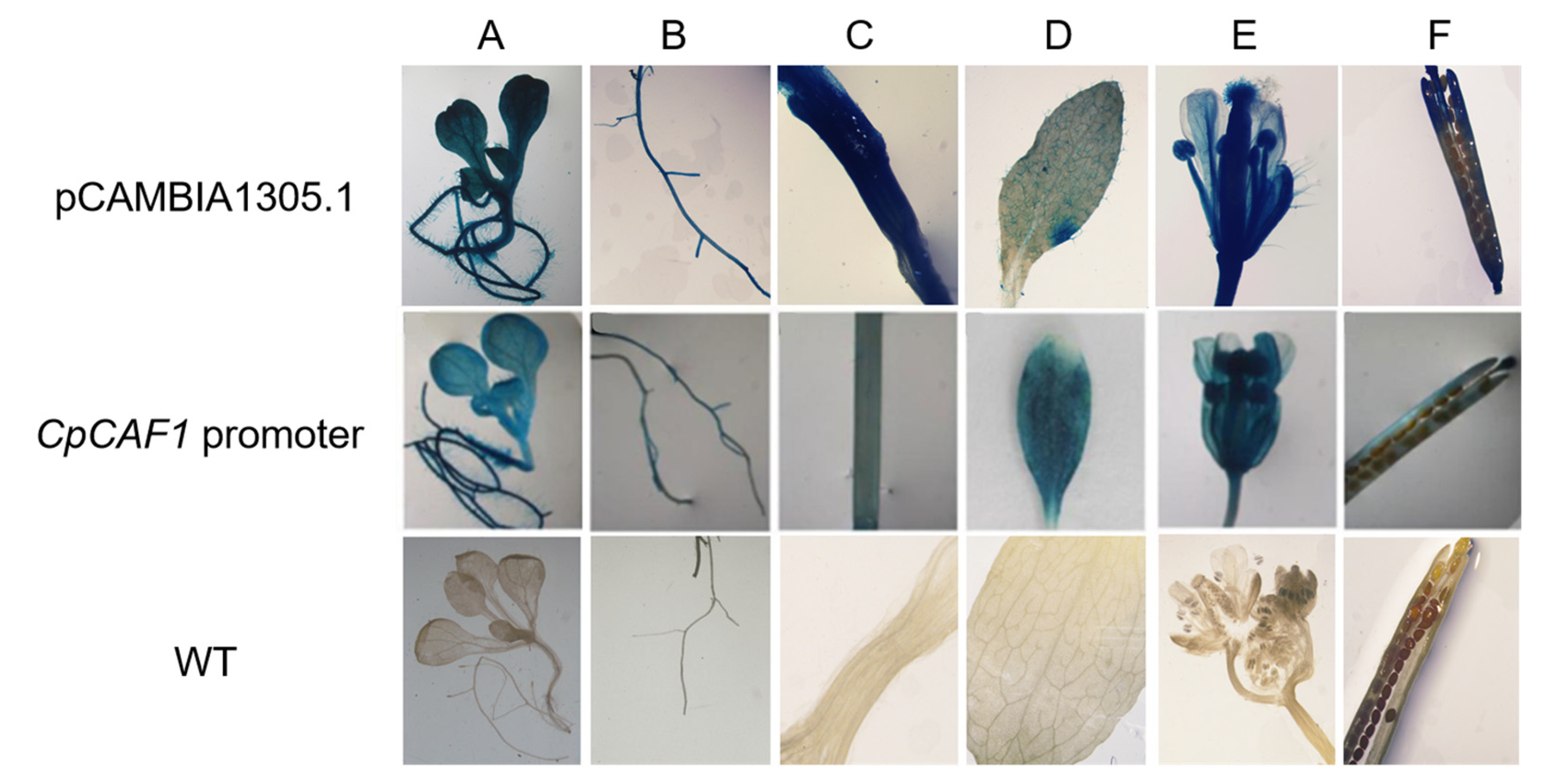 Ijms 24 12945 g011 Ijms 24 12945 g011