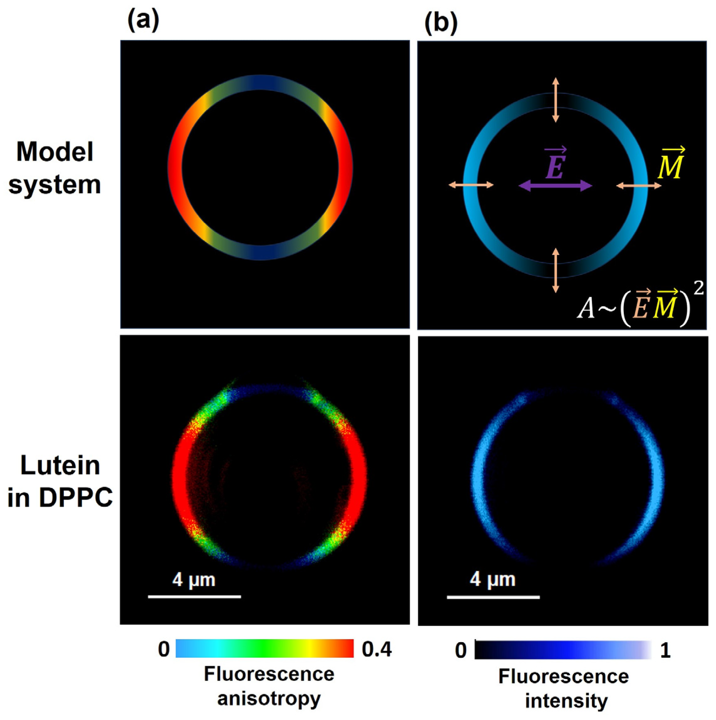 Ijms 24 12948 g003 Ijms 24 12948 g003