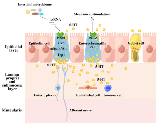 Piezo1 in Digestive System Function and Dysfunction