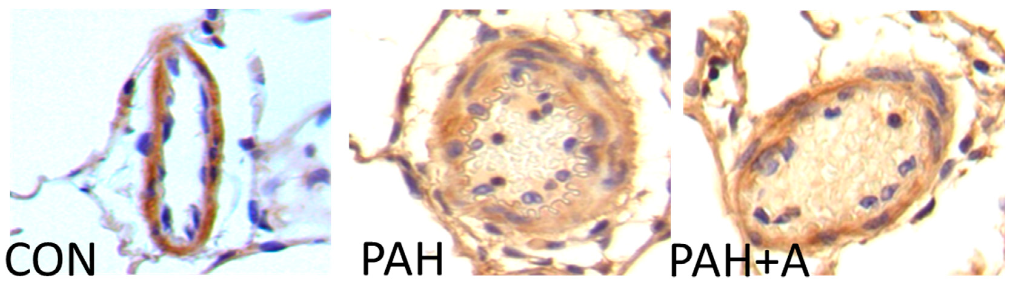 Ijms 24 12959 g002 Ijms 24 12959 g002