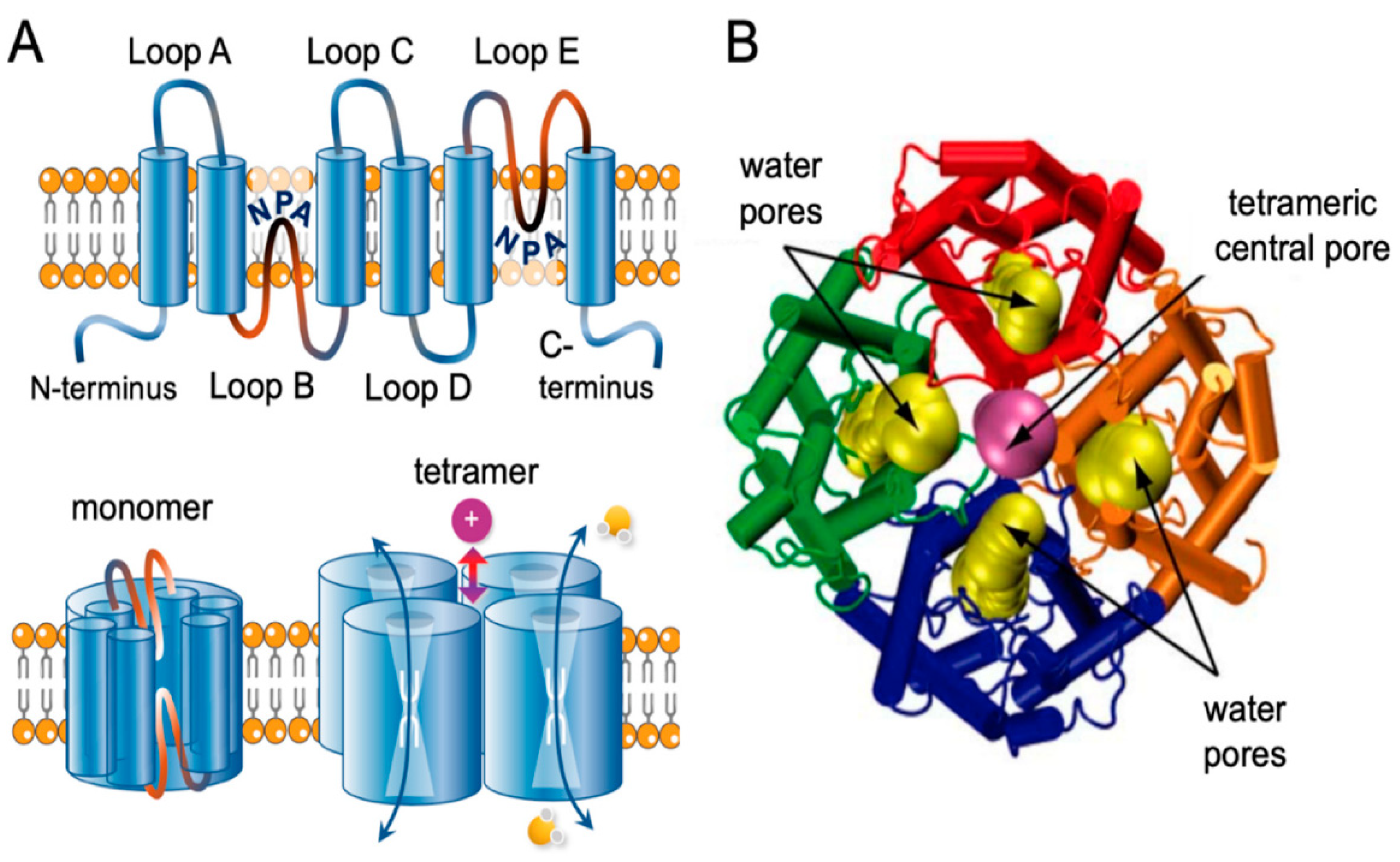 Ijms 24 12982 g001 Ijms 24 12982 g001