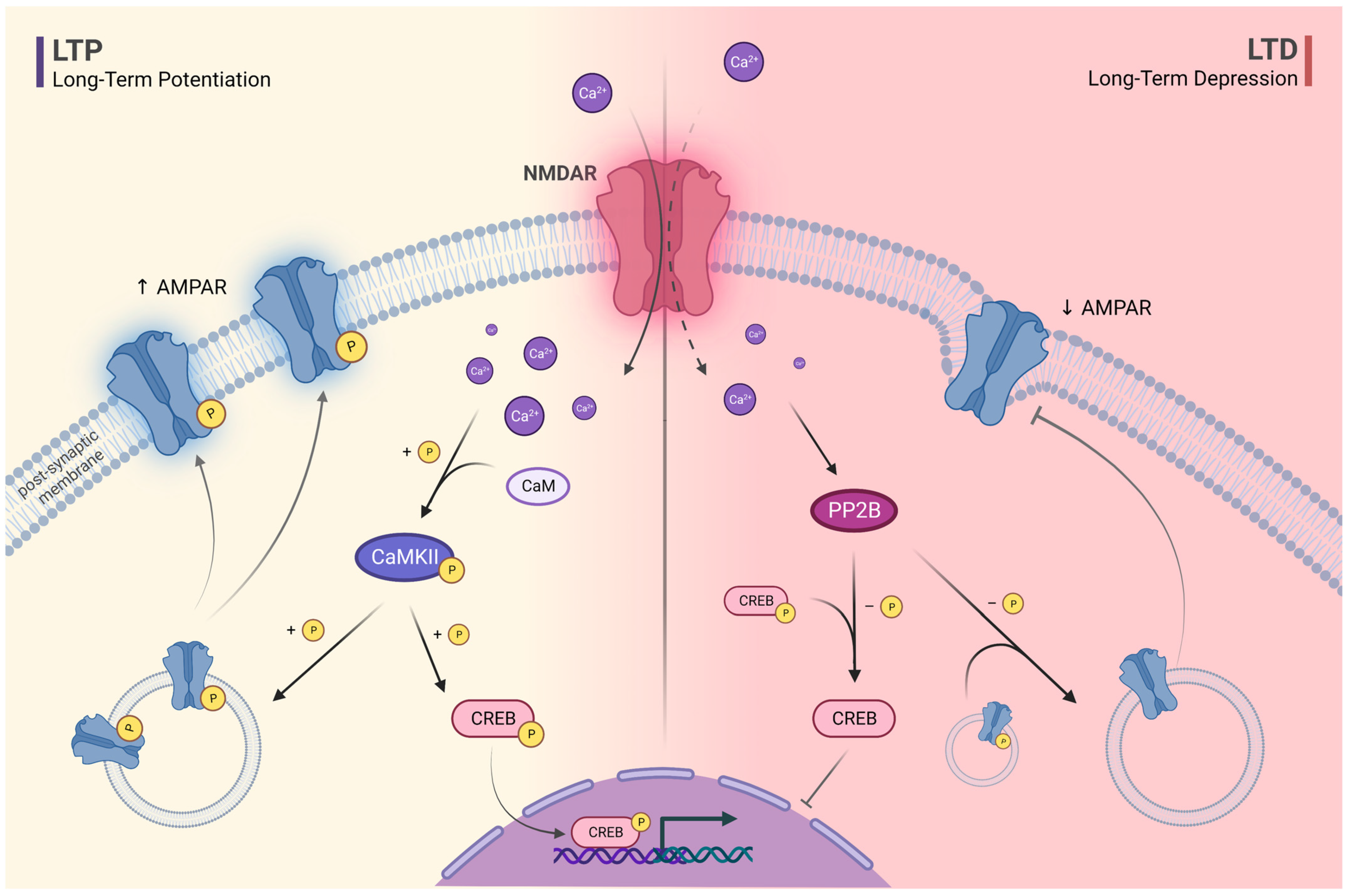 Ijms 24 12983 g002 Ijms 24 12983 g002