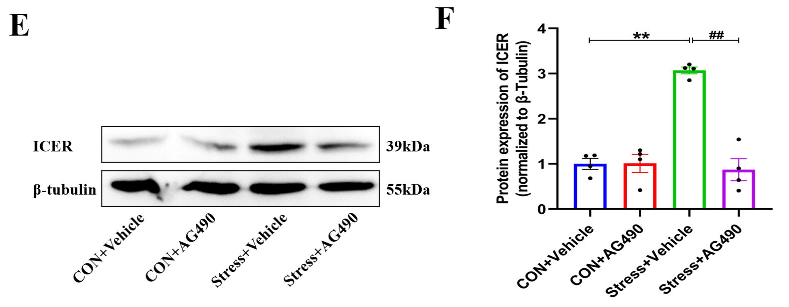 IJMS Free Full Text Interleukin 6 IL 6 Regulates GABAA Receptors ijms-free-full-text-interleukin-6-il-6-regulates-gabaa-receptors