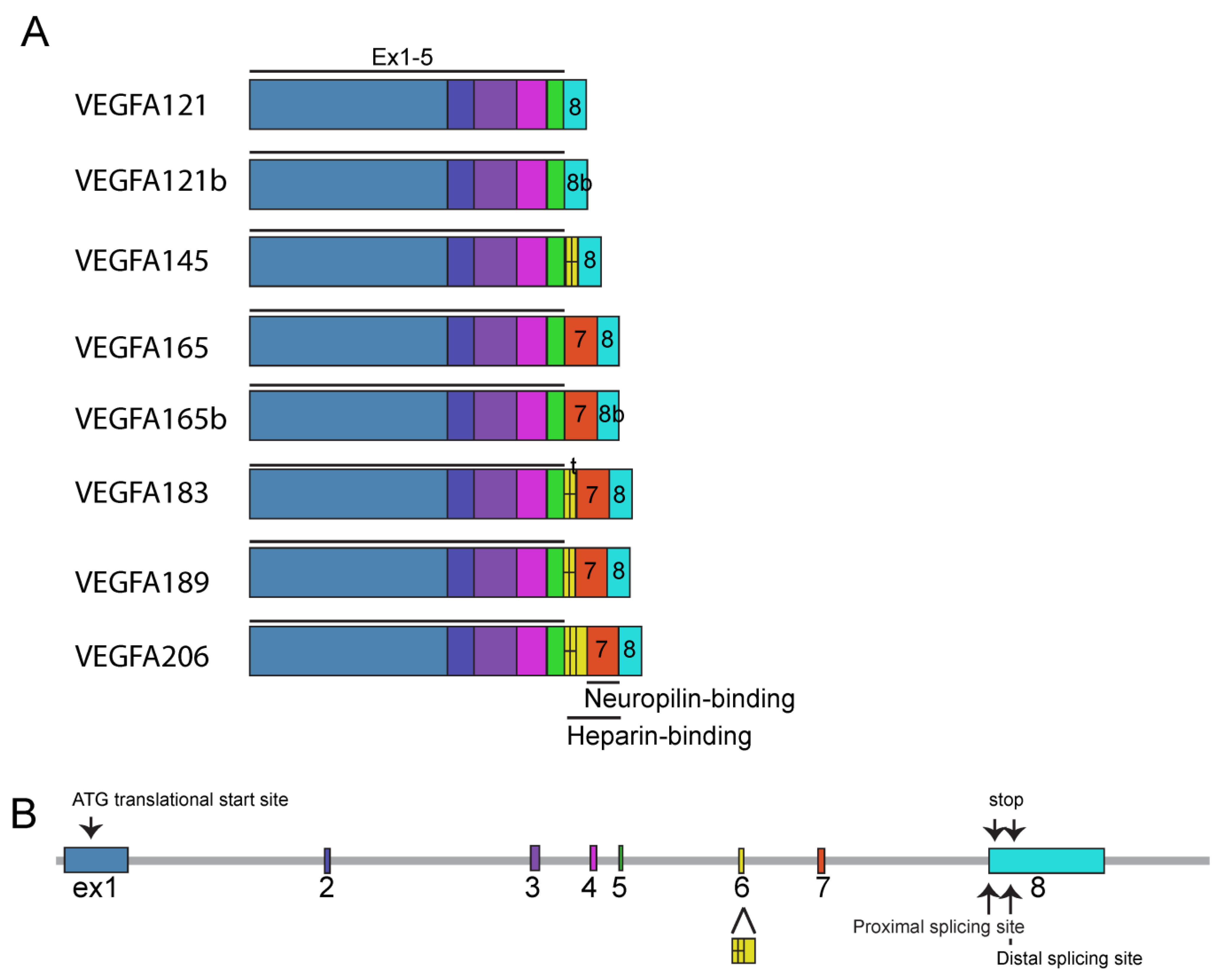 Ijms 24 13004 g002 Ijms 24 13004 g002