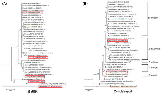 Validation of 16S rRNA and Complete rpoB Gene Sequence Analysis for the ...