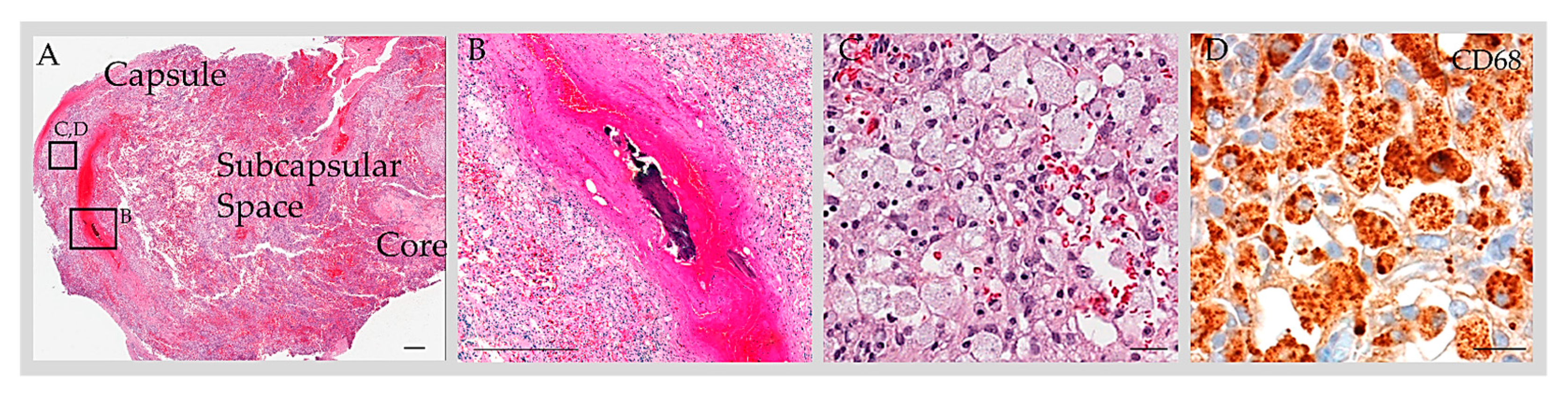 Ijms 24 13014 g003 Ijms 24 13014 g003