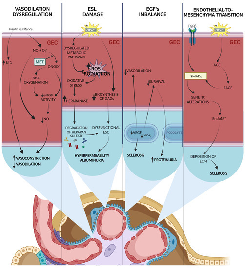 Insight into the Molecular Mechanism of Diabetic Kidney Disease and the ...