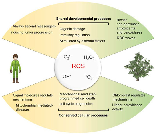 イニシャルS Study on gas-based reduction mechanism of ultra-high-grade