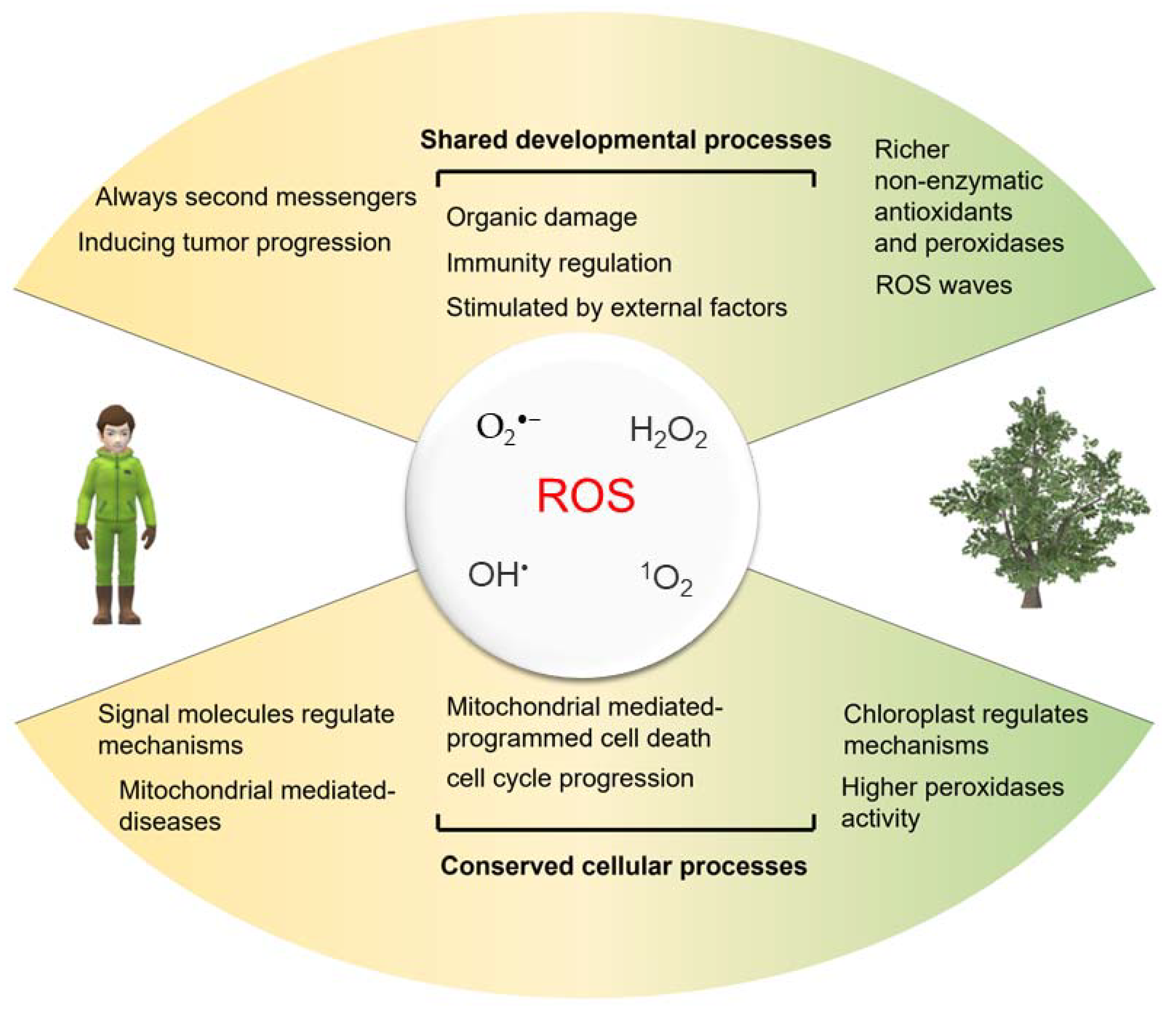 Reactive Oxygen Species: A Crosslink between Plant and Human Reactive Oxygen Species: A Crosslink between Plant and Human