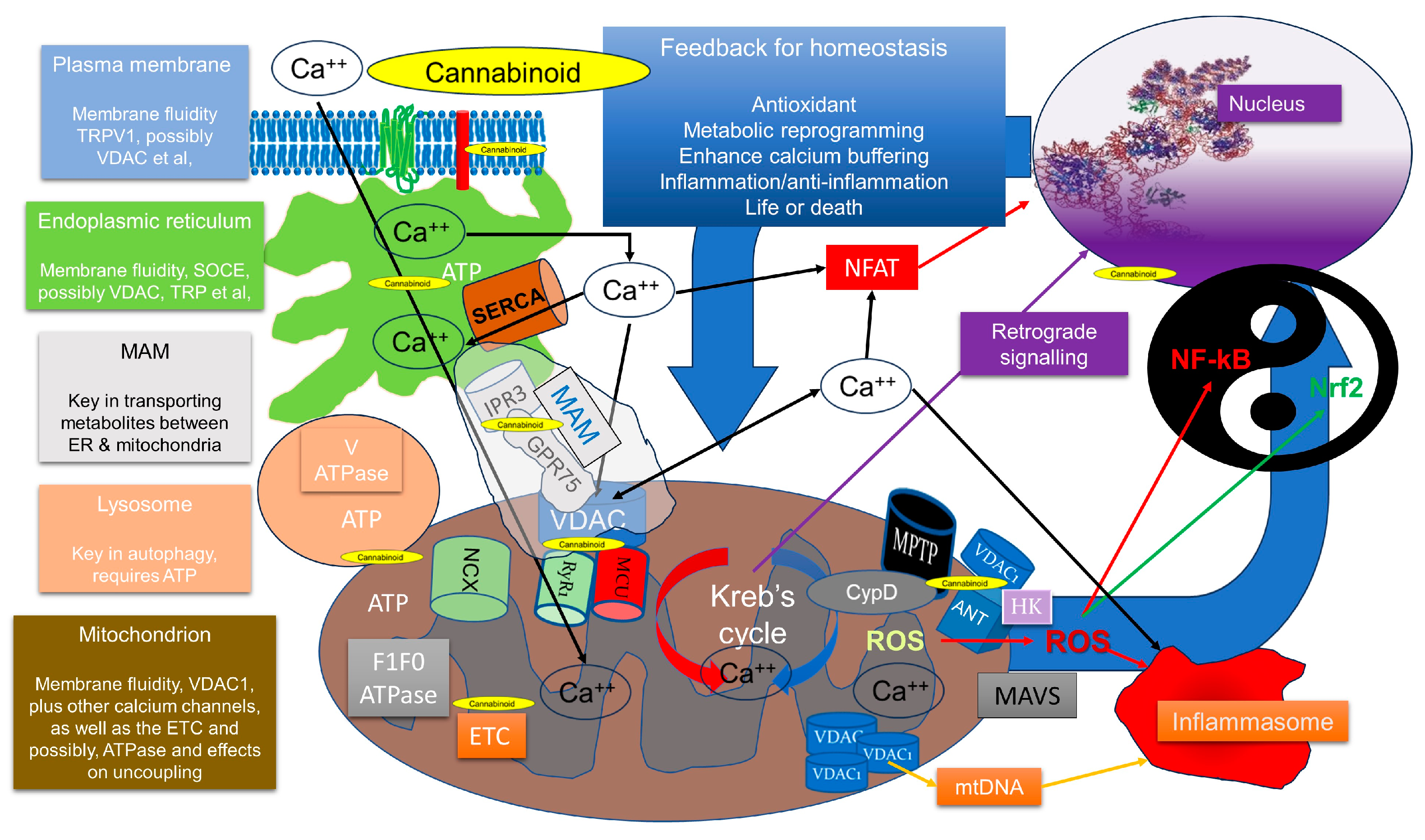 IJMS Free Full-Text Informing the Cannabis Conjecture From Lifeandrsquo;s Beginnings to Mitochondria, Membranes and the Electromeandmdash;A Review