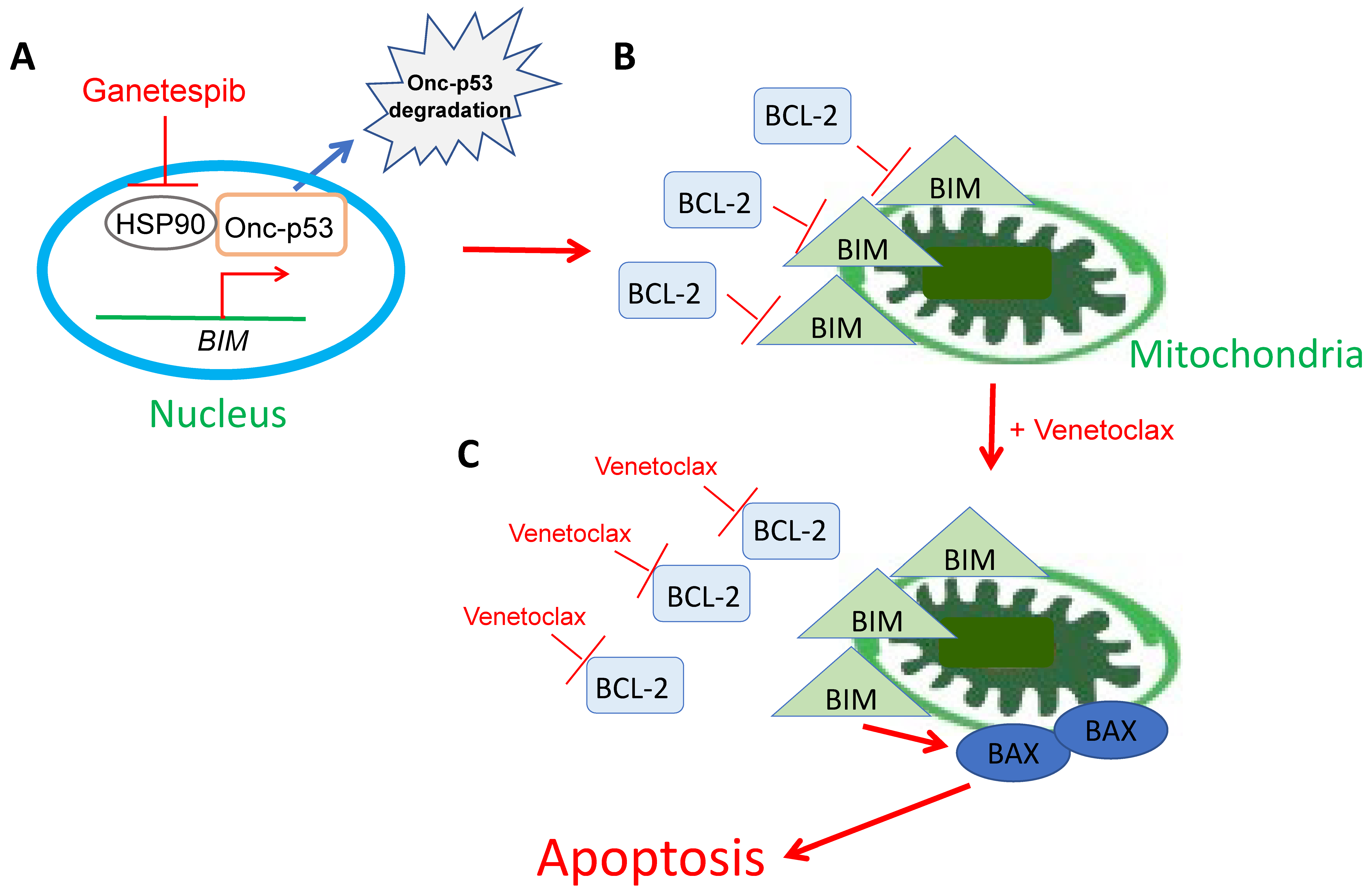 Ijms 24 13082 g008 Ijms 24 13082 g008