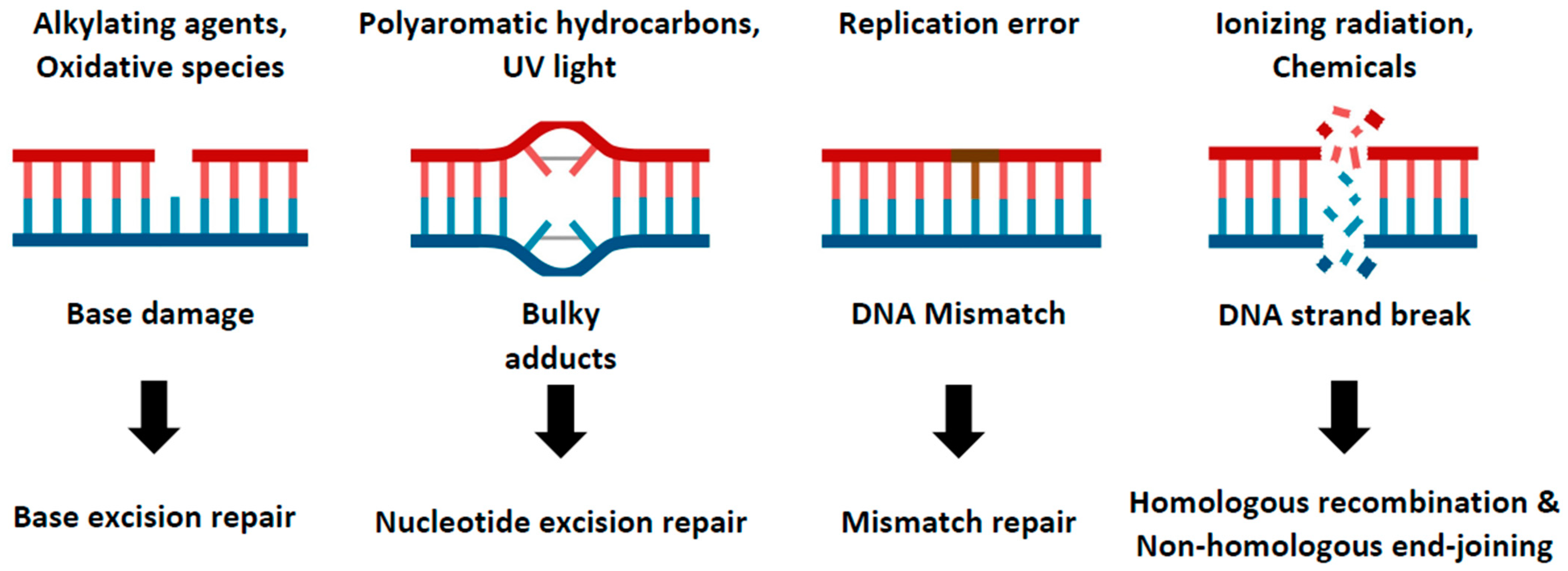Ijms 24 13120 g001 Ijms 24 13120 g001